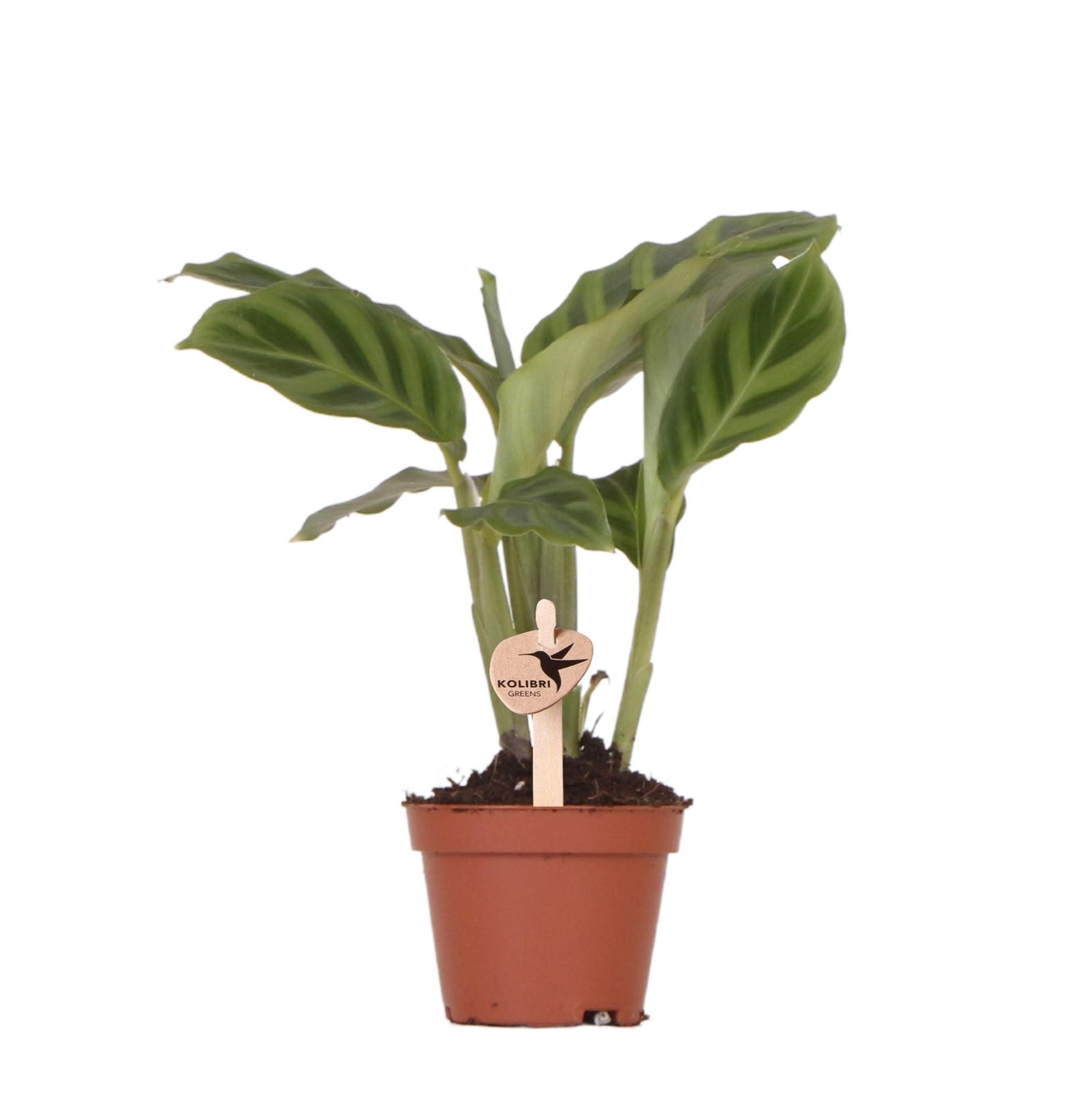 Kolibri Greens – Groene plant - Calathea - gröne kamerplant - vers van de kweker - Ø6cm