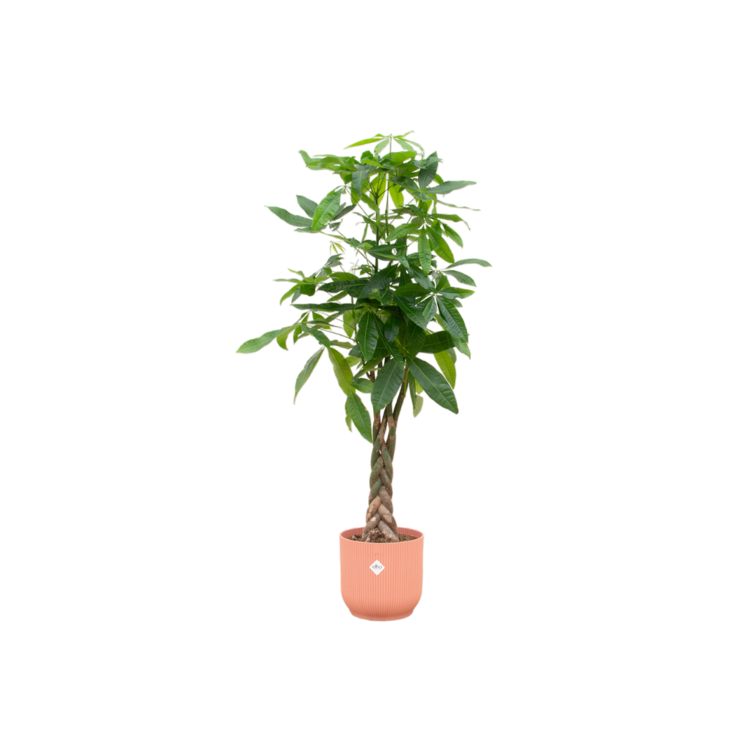 Combi deal - Pachira Aquatica iclusief elho Vibes Fold Round roze Ø30 - 140 cm