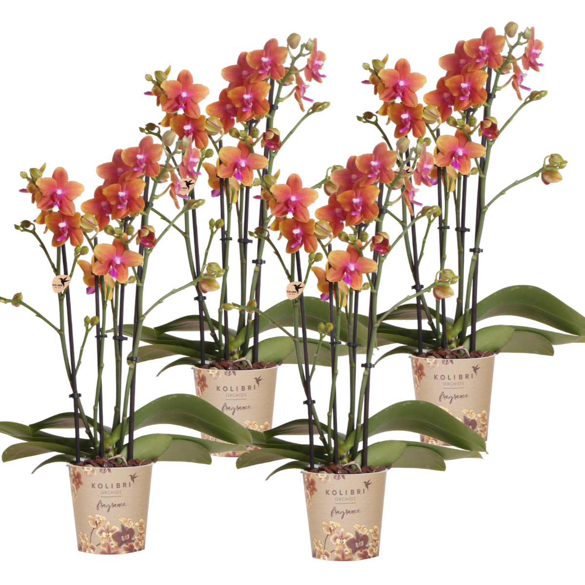 Kolibri Orchids I COMBI DEAL van 4 geurende orange Phalaenopsis orkidéer - krukstorlek Ø12cm – bloeiende kamerplant - vers van de kweker