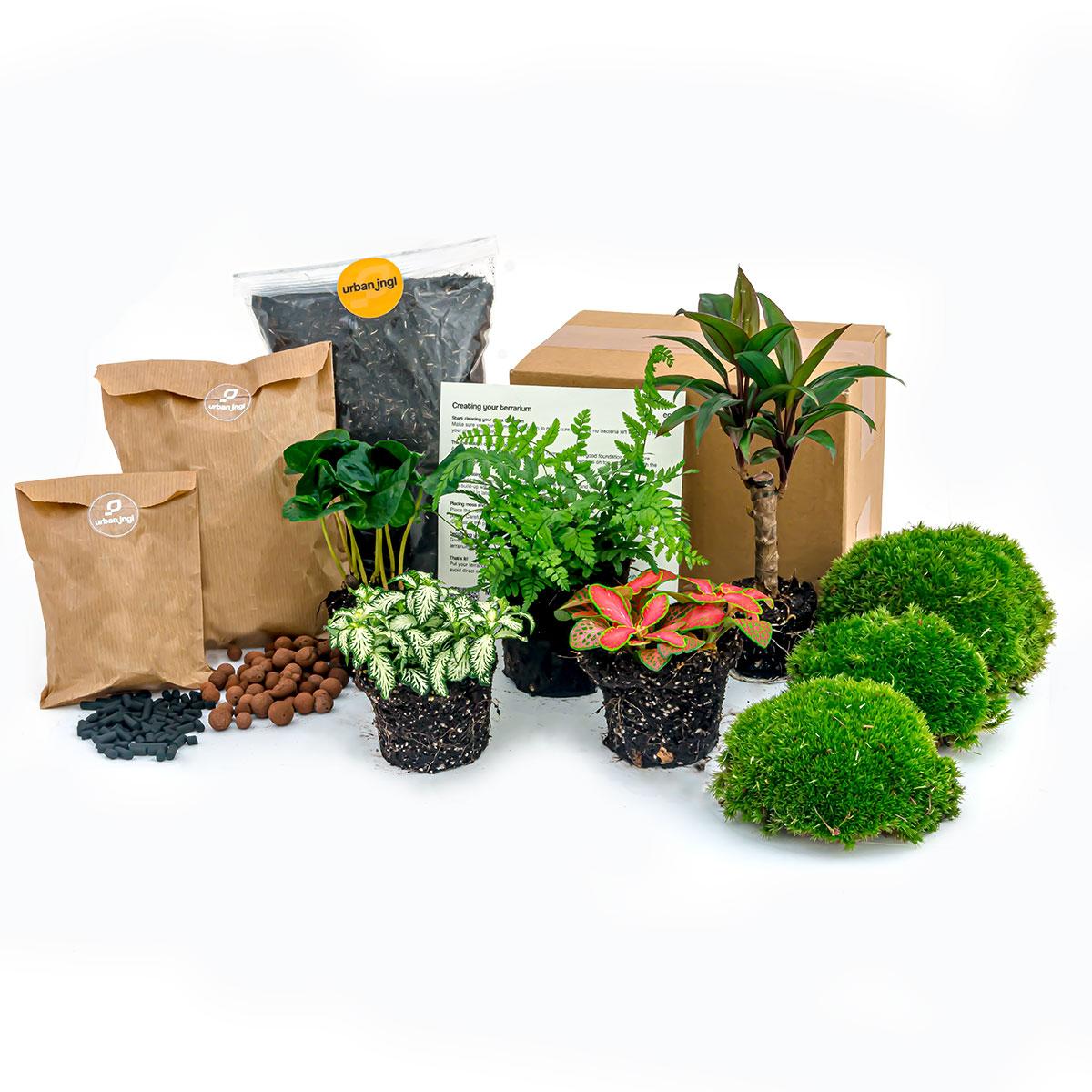 Planten terrarium pakket - Jungle 5 - Coffea - Varen - Palm - 2x Fittonia - Navullig & Startpakket- DIY