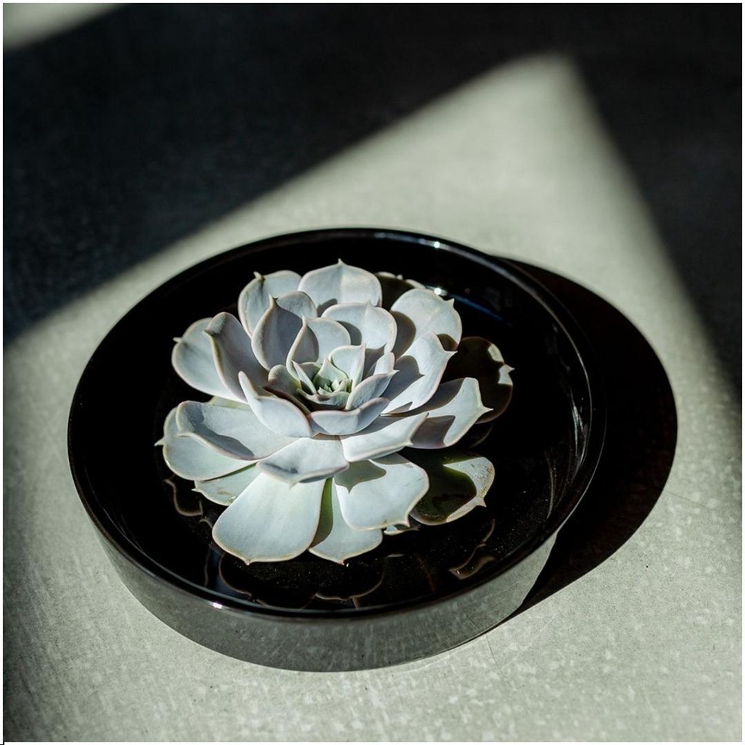 ROOTLESS Succulent Echeveria Lilacia i schaal 'svart' Ø20 cm - ↕5 cm
