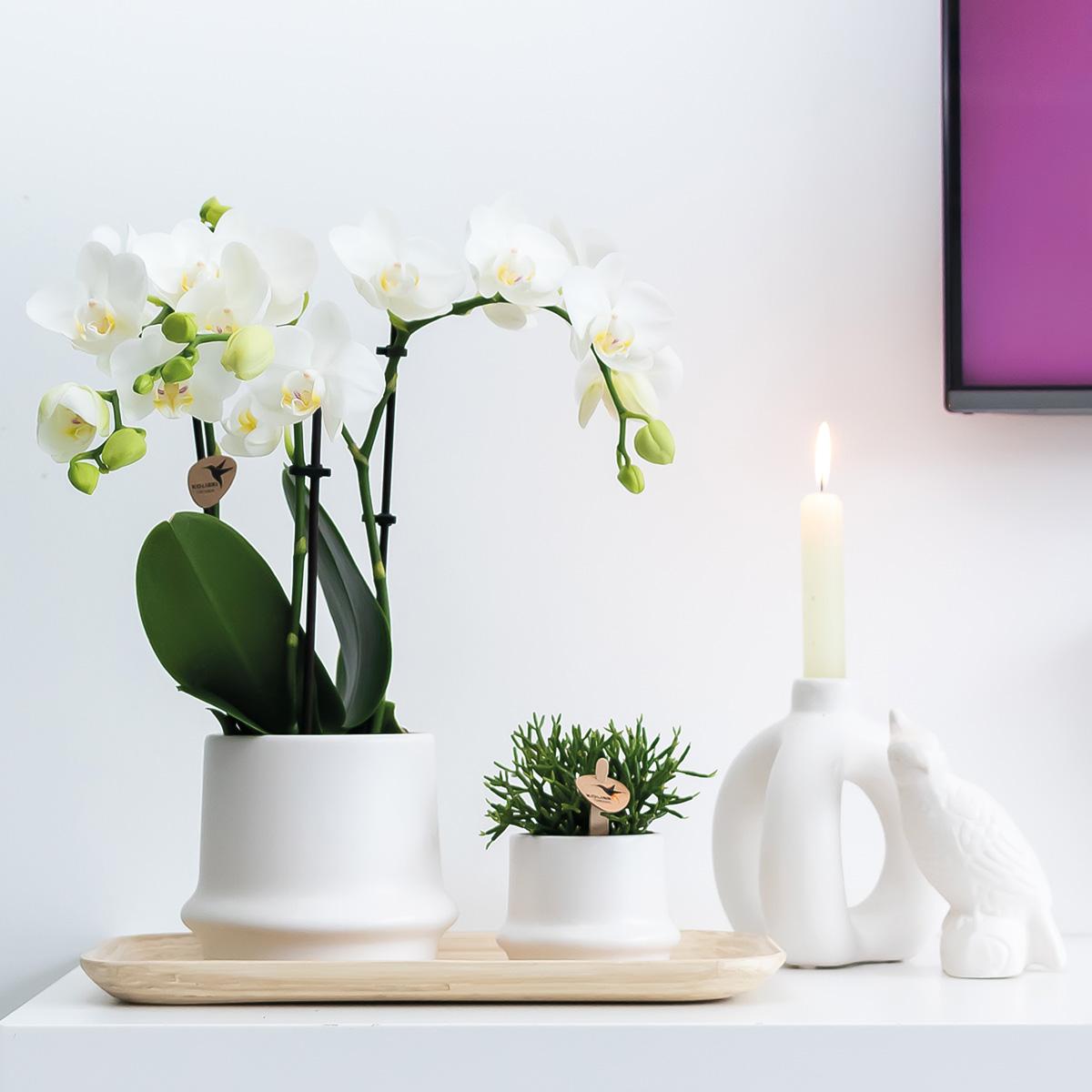 Kolibri Home – Ornament - Decoratie beeld Cockatoo - White