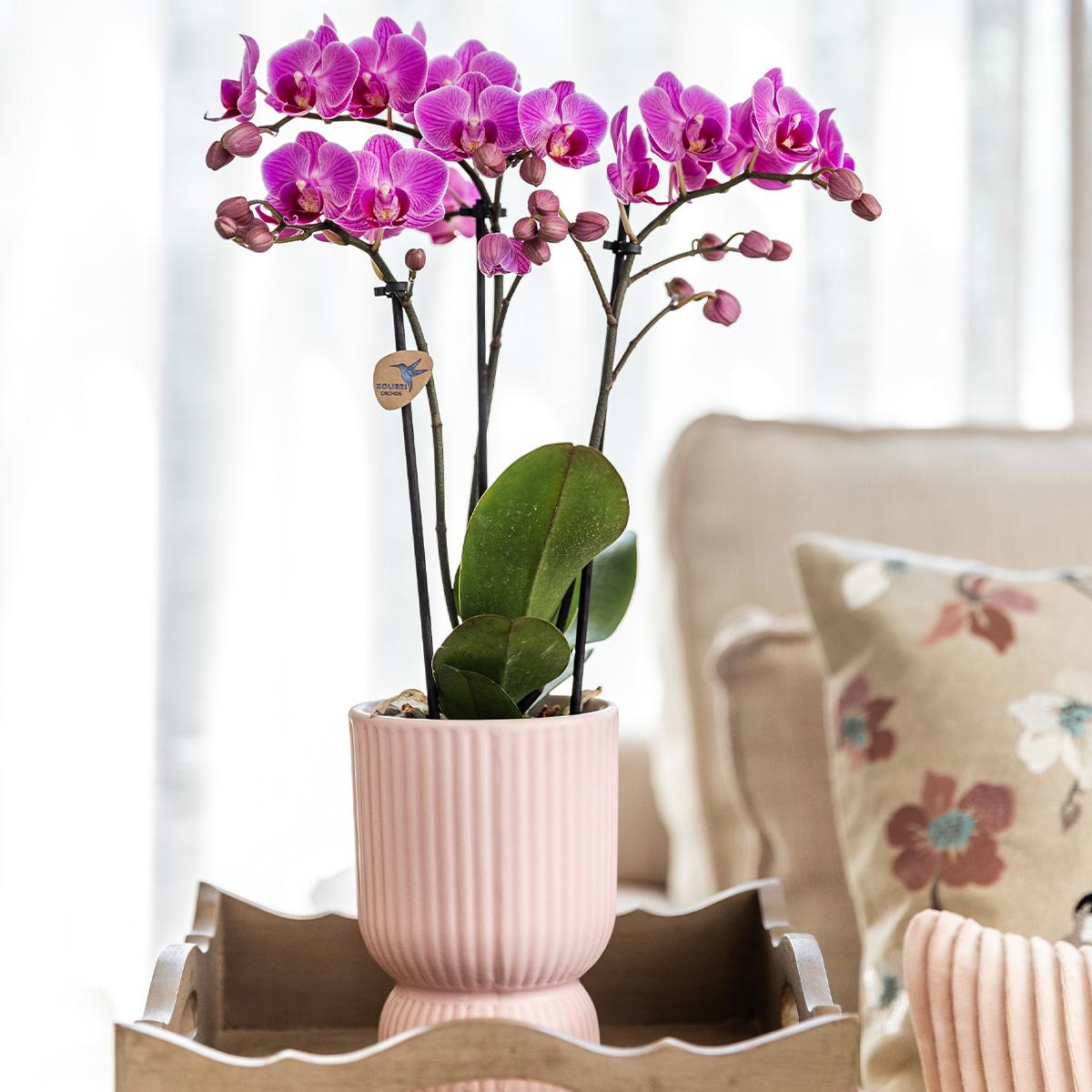 Kolibri Home – Combi deal - Diabolo pot pik