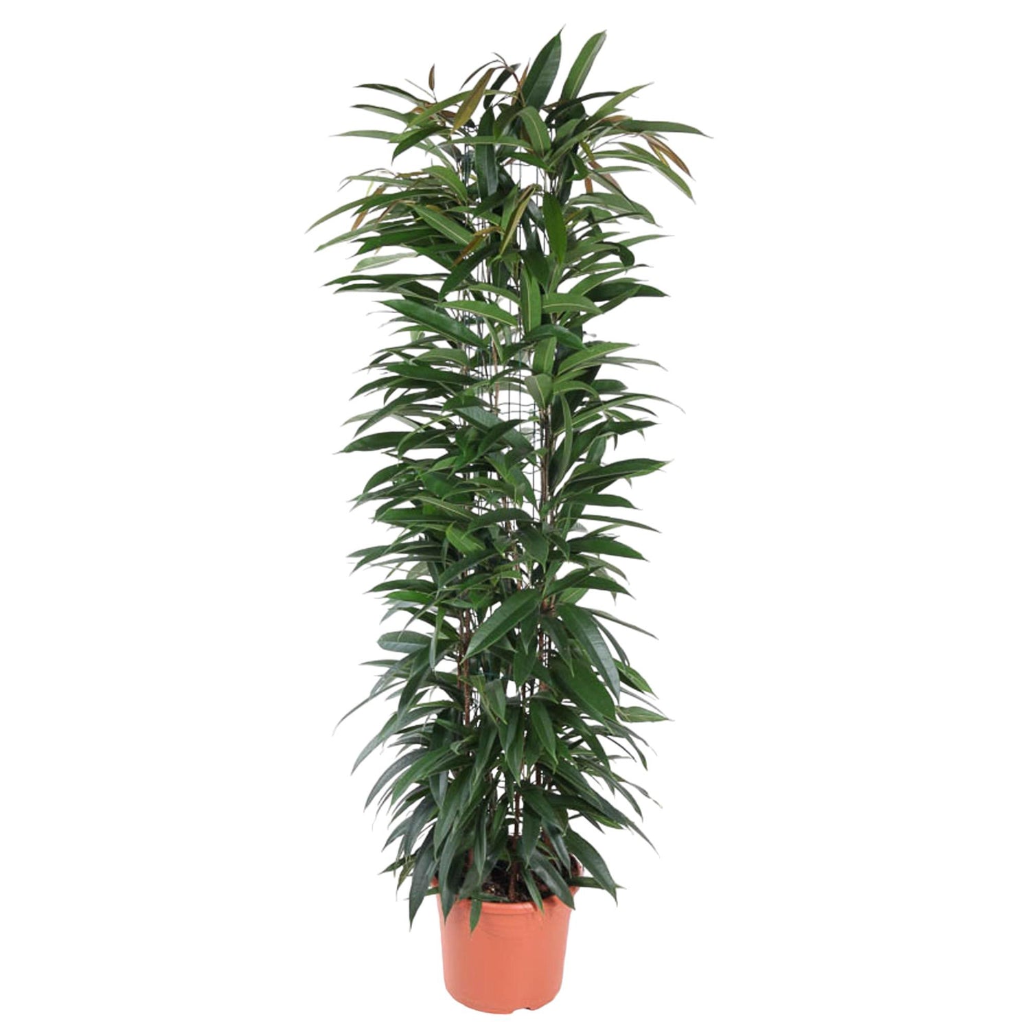 Ficus Alii Kig zuil - 150 cm - ø29