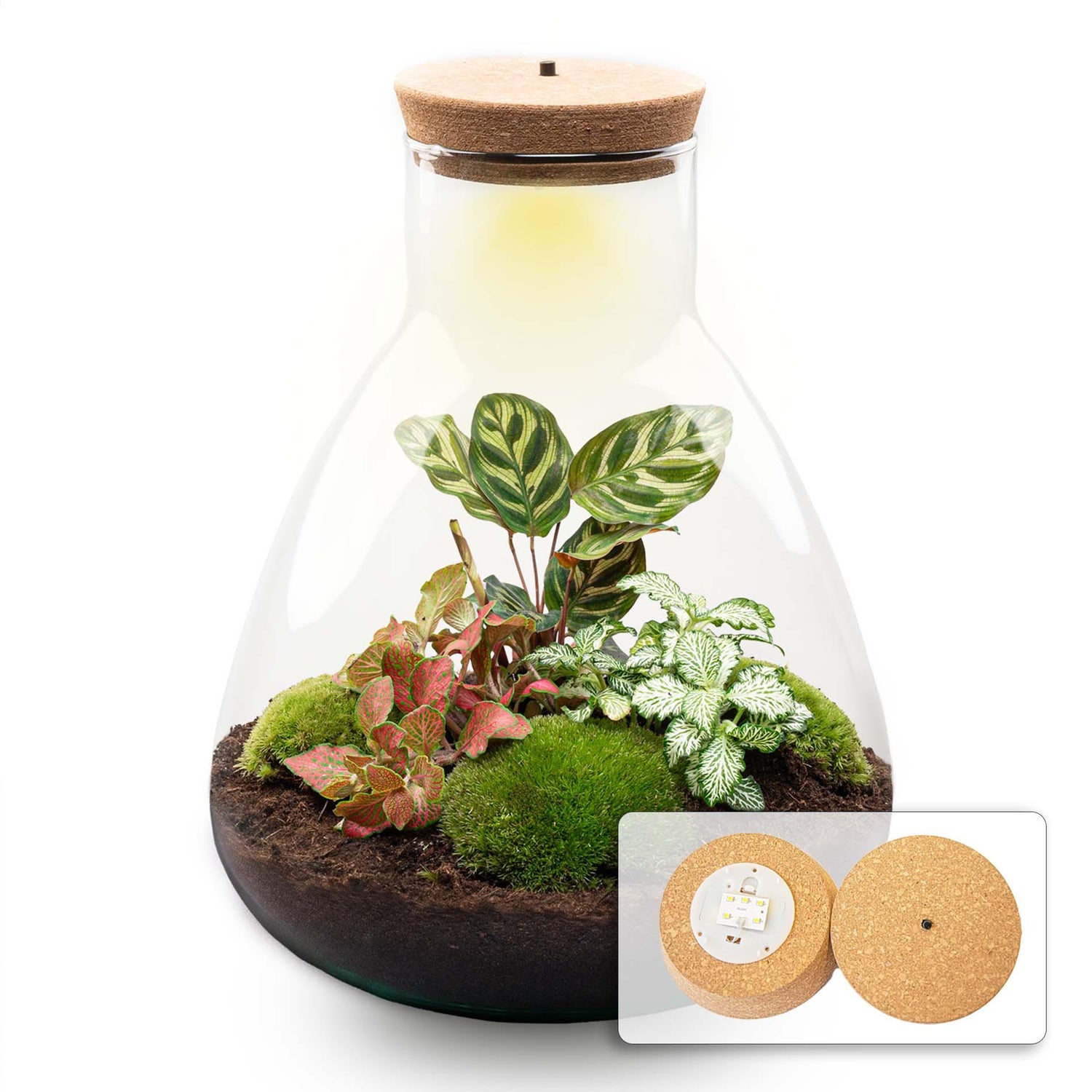 DIY terrarium - Sam Calathea vith Light - ↕ 30 cm - Normal