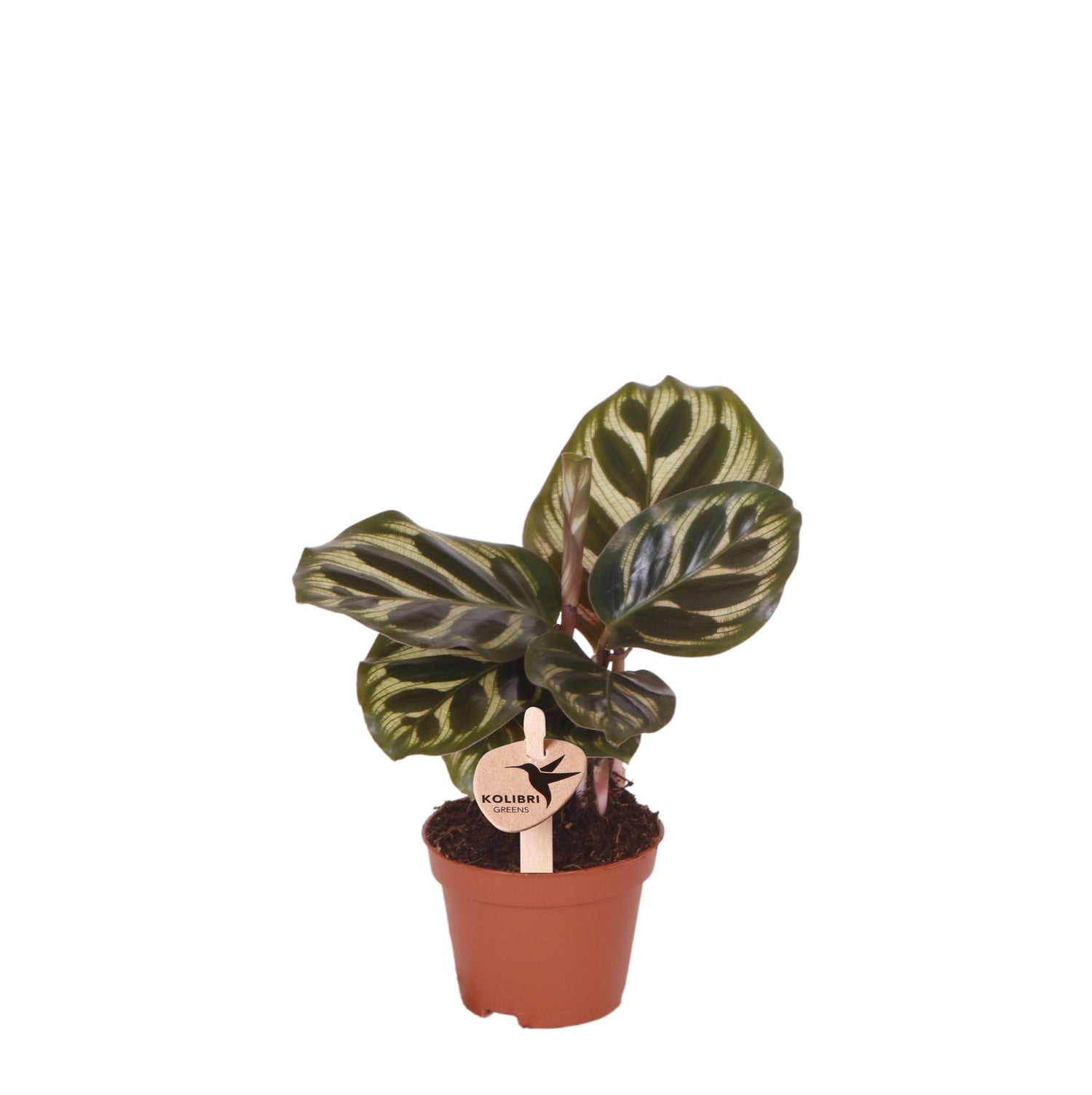 Kolibri Greens – Groene plant - Calathea Makoyana - gröne kamerplant - vers van de kweker - Ø6cm