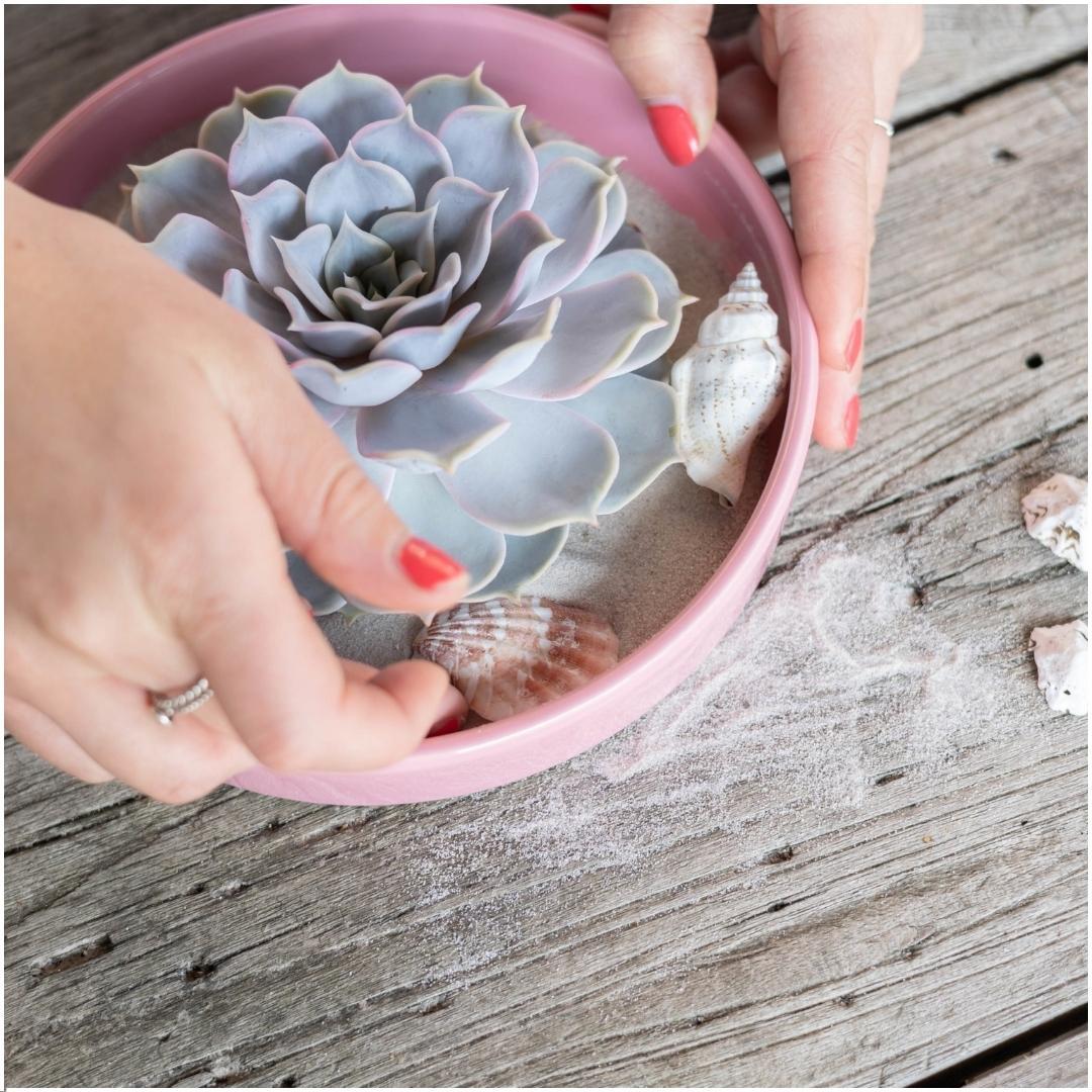 ROOTLESS Succulent Echeveria Lilacia i schaal 'Pik' Ø20 cm - ↕5 cm