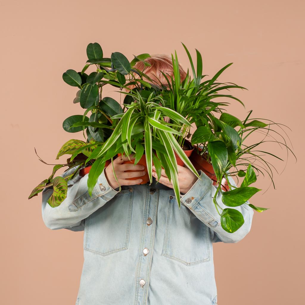 Groene Kneusjesbox (12 stuks) - ikl. 12 x pot Lissabon svart