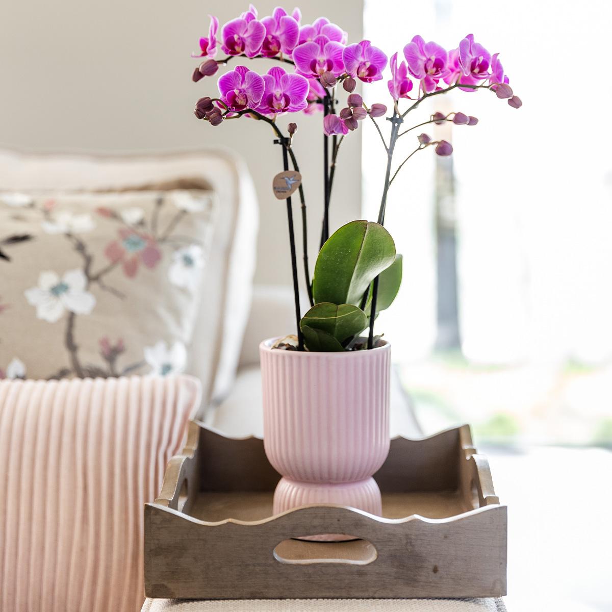 Kolibri Home – Diabolo pot pik - Ø12cm