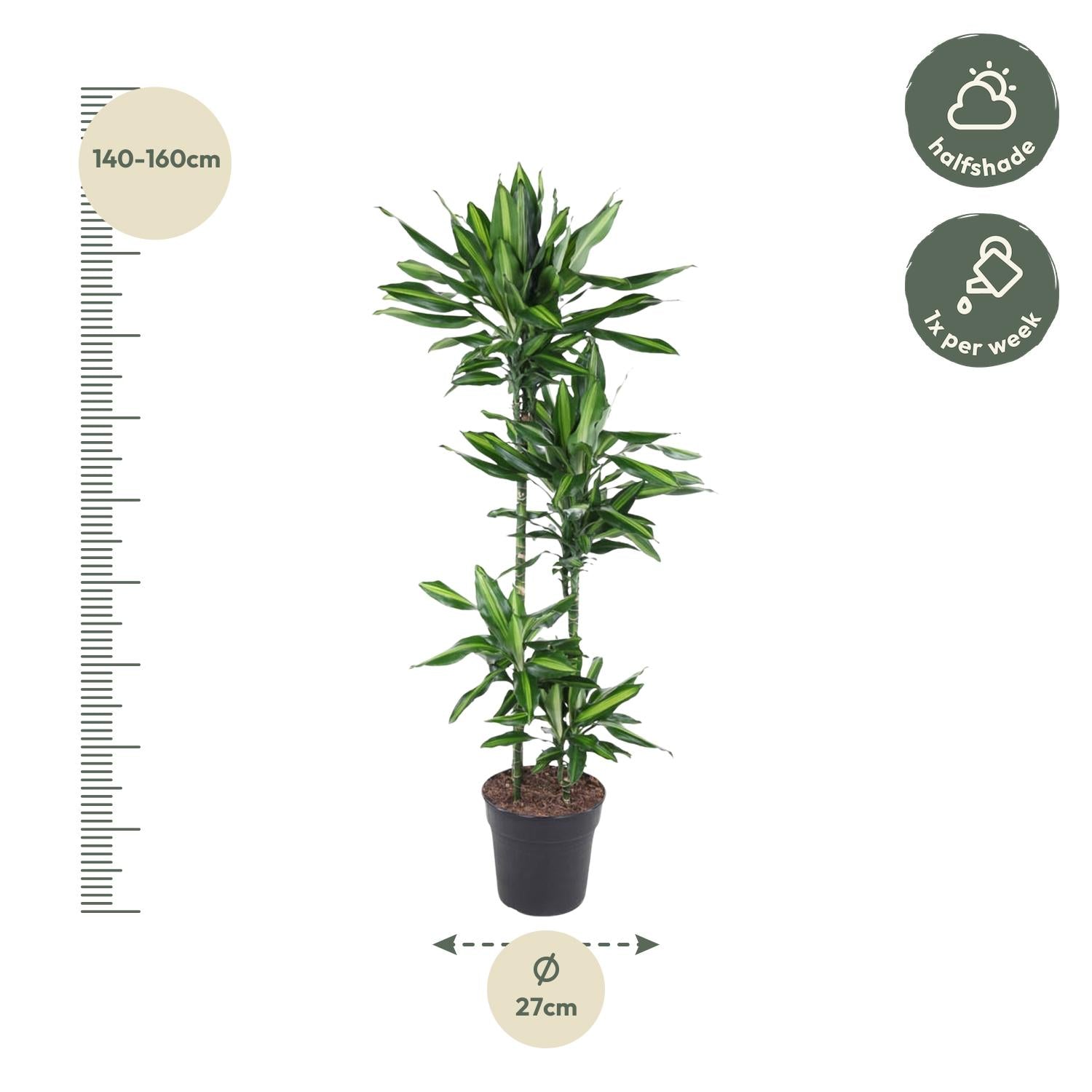 Dracaena Citho - 150 cm - ø27