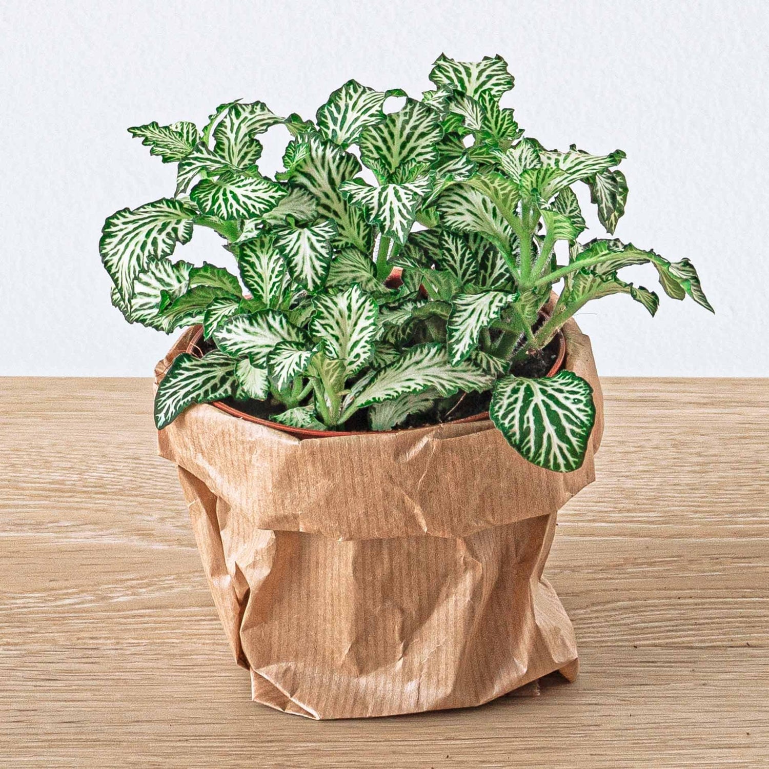 Planten terrarium pakket - Lancifolia - Bonsai - Asparagus - 5 planten - Navullig & Startpakket- DIY