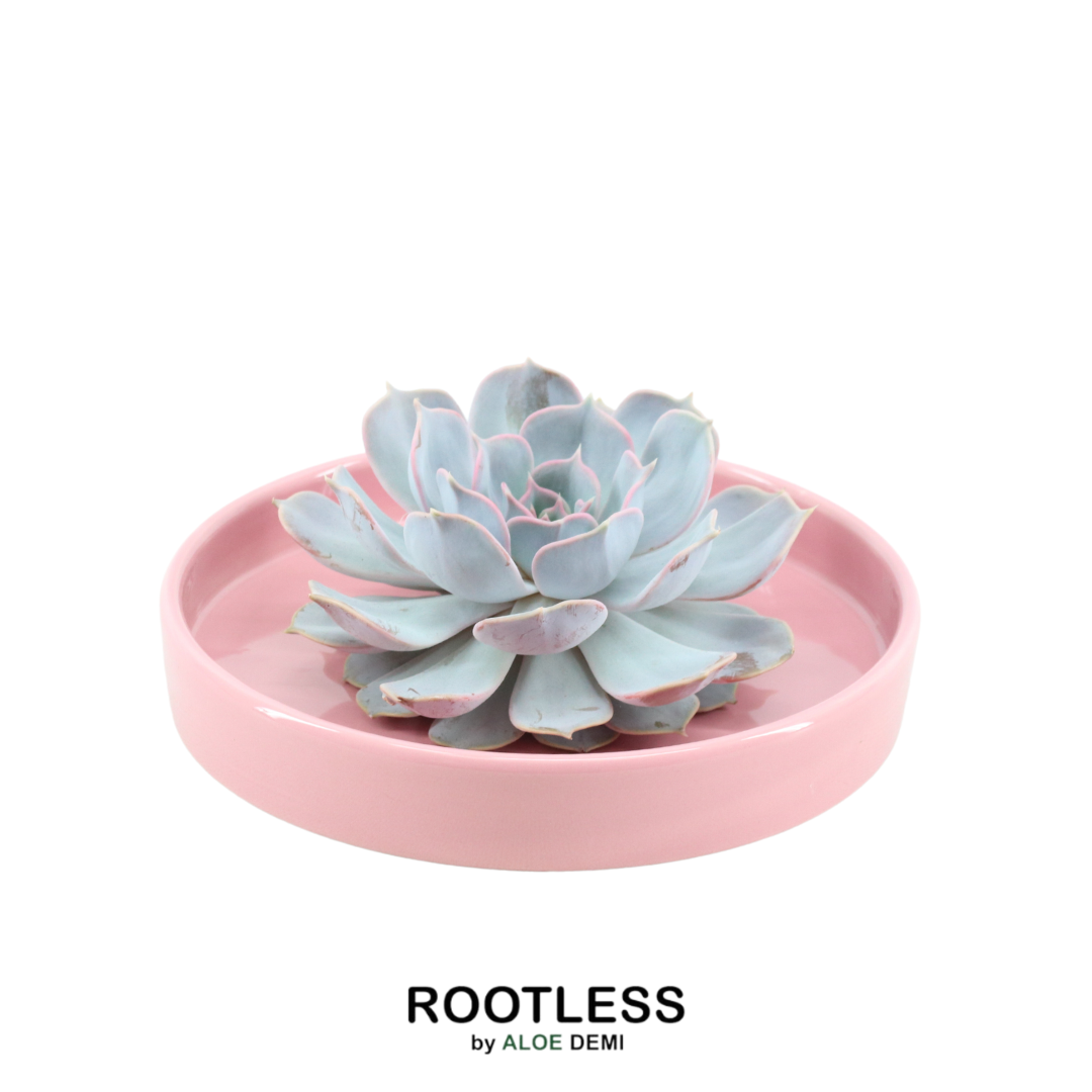 ROOTLESS Succulent Echeveria Lilacia i schaal 'Pik' Ø20 cm - ↕5 cm