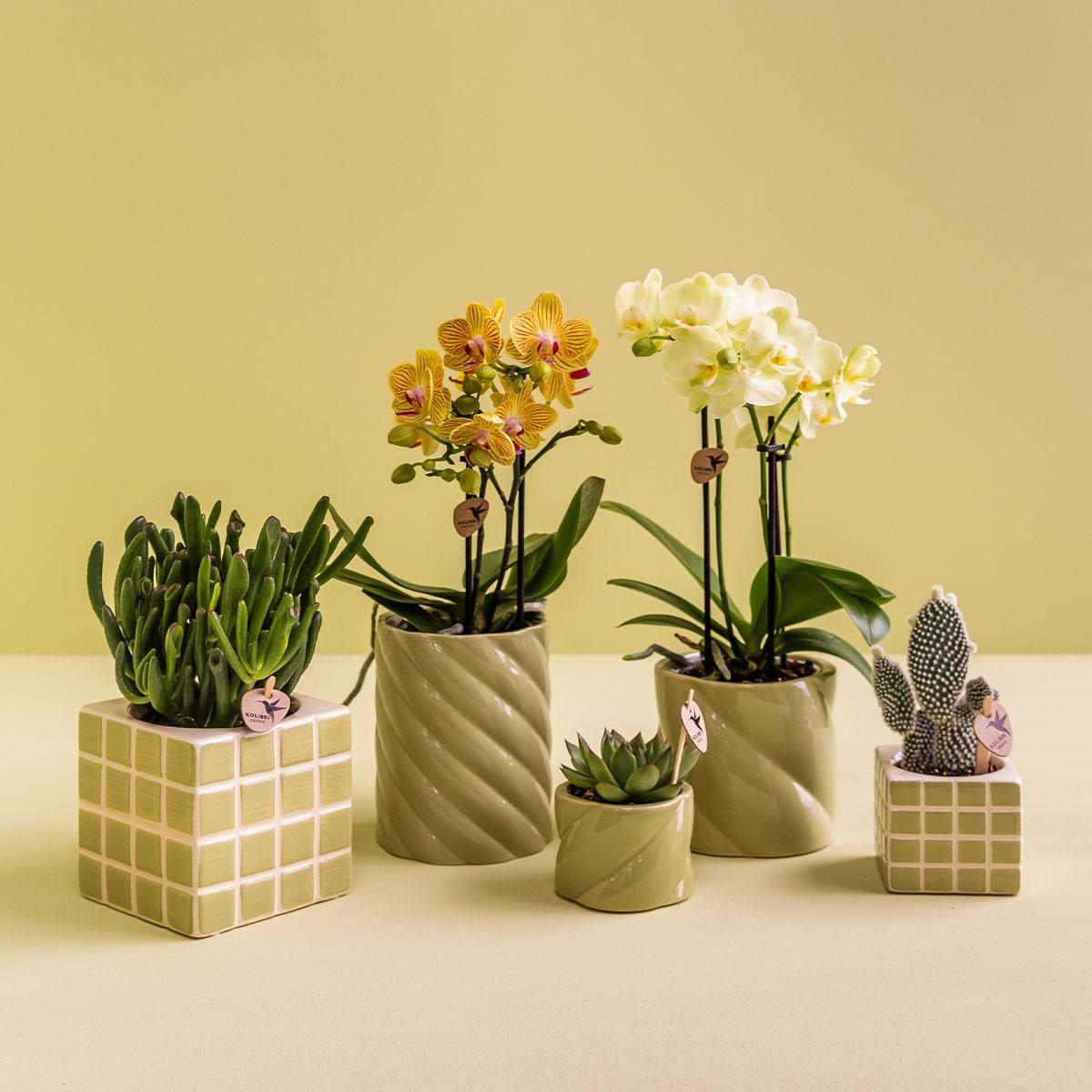 Kolibri Home – Candy prydnadskruka - Green - Ø9cm
