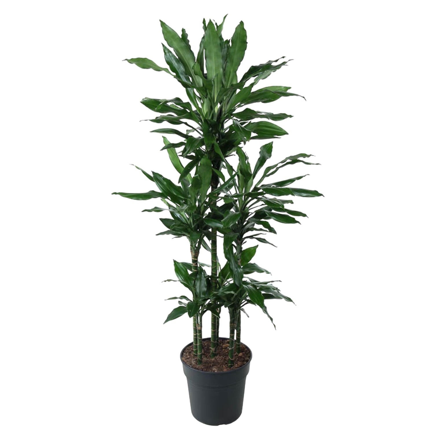 Dracaena Janet Lid Carrousel - 140 cm - ø31