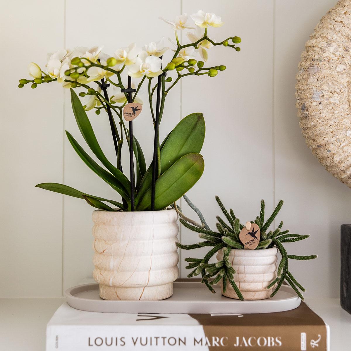 Kolibri Home – Combi deal - Marble Light potten