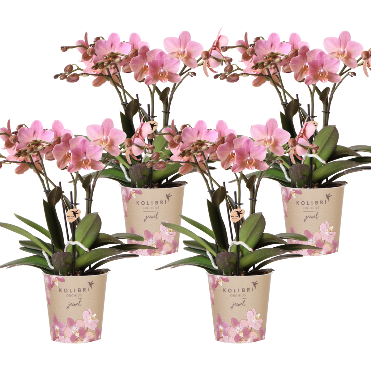 Kolibri Orchids – COMBI DEAL van 4 Phalaenopsis orkidéer - Treviso - krukstorlek Ø12cm – bloeiende kamerplant - vers van de kweker