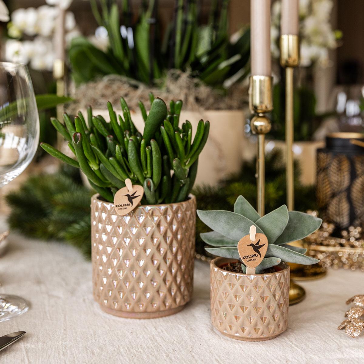 Kolibri Greens – Groene plant - Succulent Crassula Hobbit - gröne kamerplant - vers van de kweker - Ø9cm