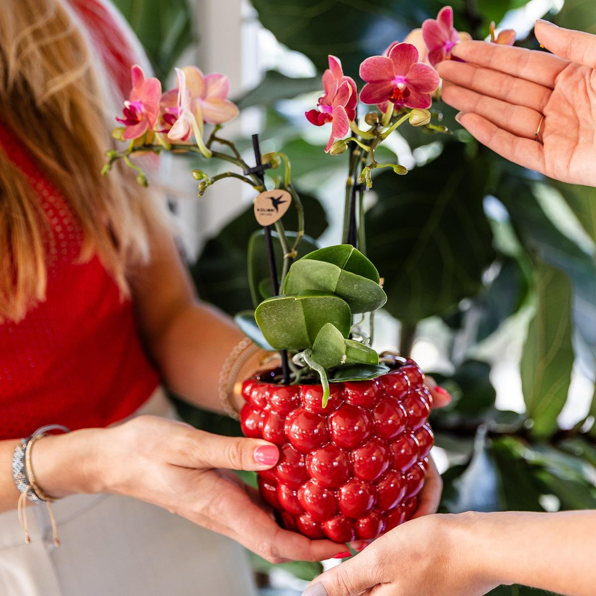 Kolibri Home – Berry pot - Ø9cm