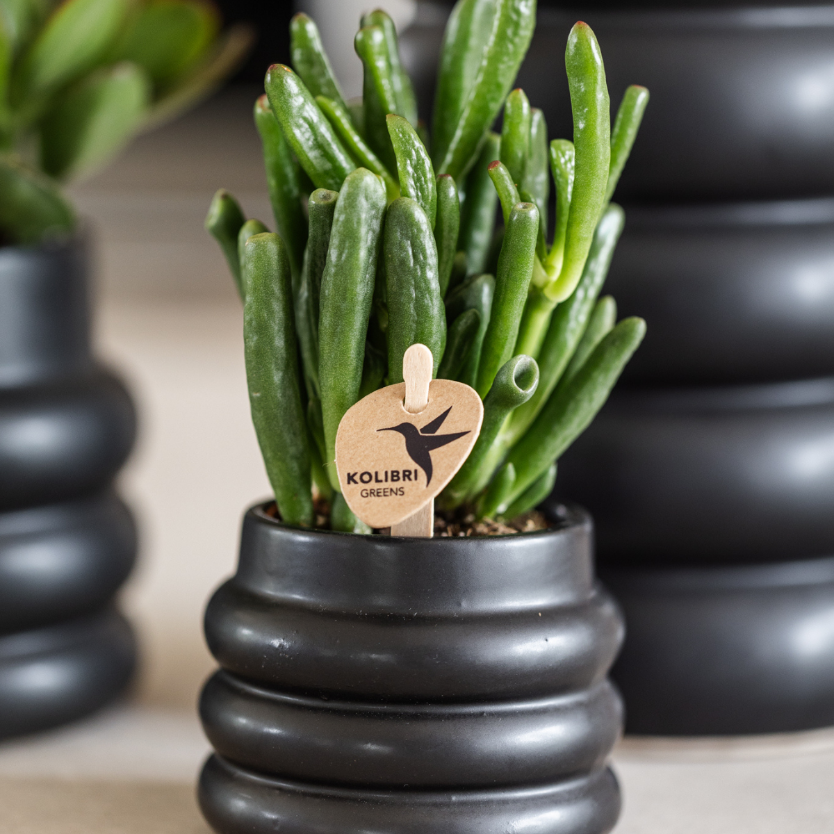Kolibri Greens – Groene plant - Succulent Crassula Hobbit - krukstorlek Ø6cm - gröne kamerplant - vers van de kweker