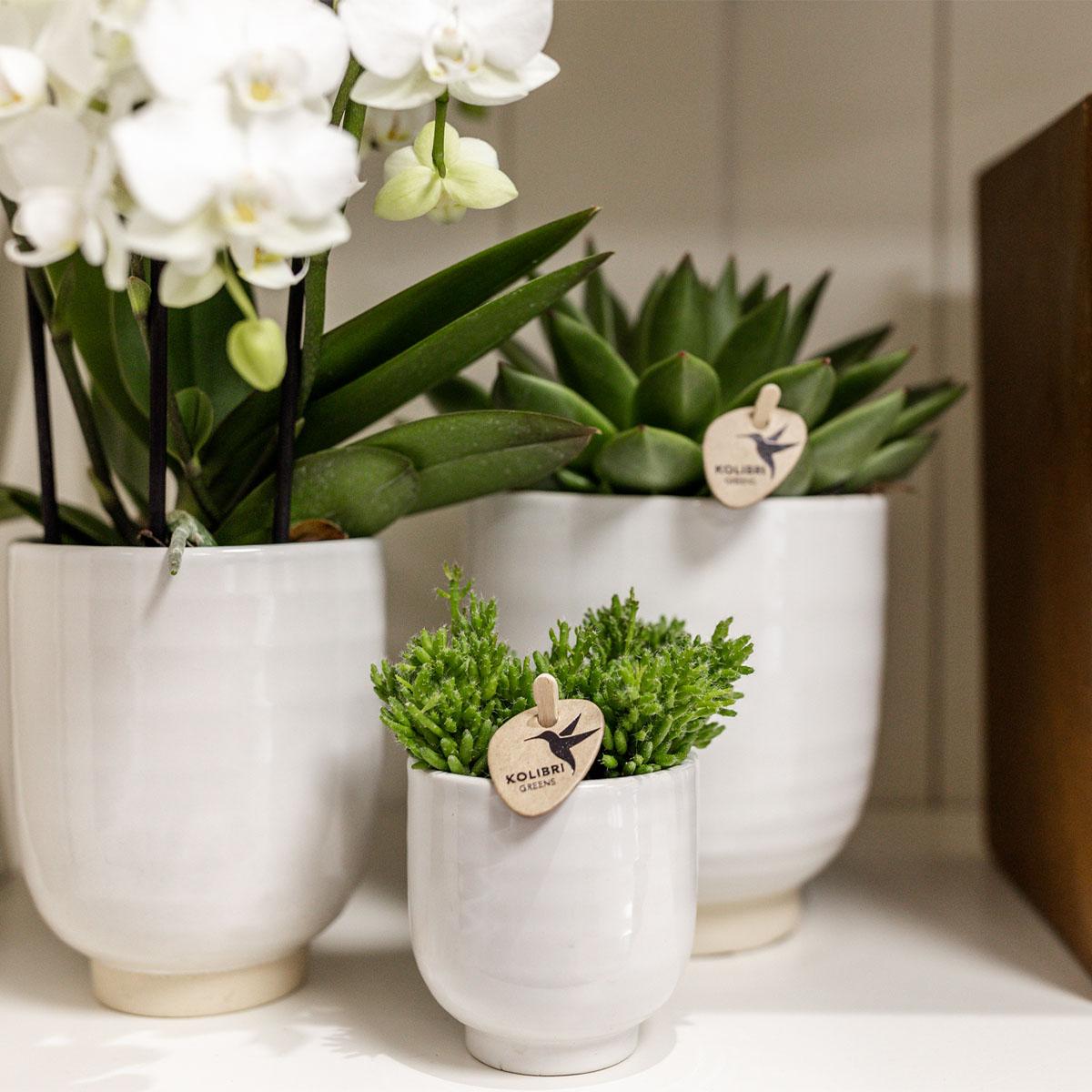 Kolibri Home – Glazed kruka - Witte keramisk prydnadskruka med glans - Ø12cm