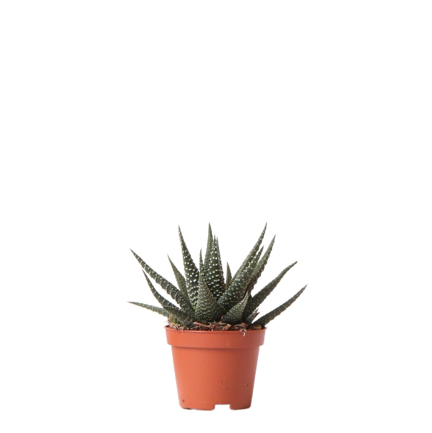 Kolibri Greens – Groene plant - Succulent Haworthia Royal Highnness - krukstorlek Ø6cm - gröne kamerplant - vers van de kweker