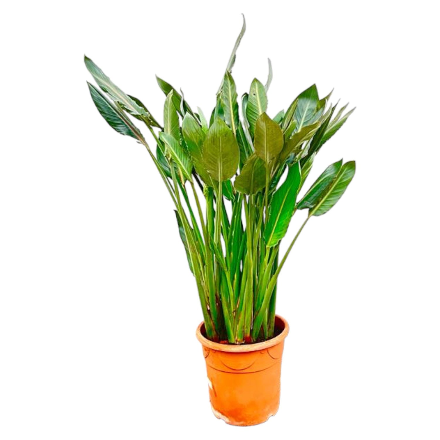 Strelitzia Regiae XL - 160cm - ⌀30