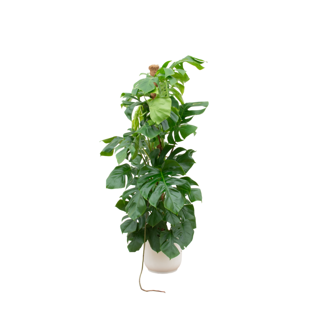 Combi deal - Monstera Pertusum XL iclusief elho Vibes Fold Round vit Ø30 - 150 cm