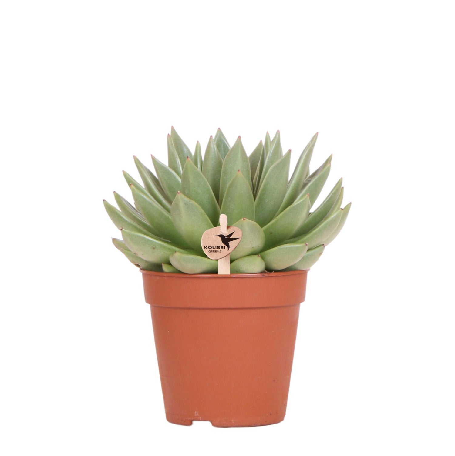 Kolibri Greens – Groene plant - Succulent Echeveria Miranda - gröne kamerplant - vers van de kweker - Ø12cm