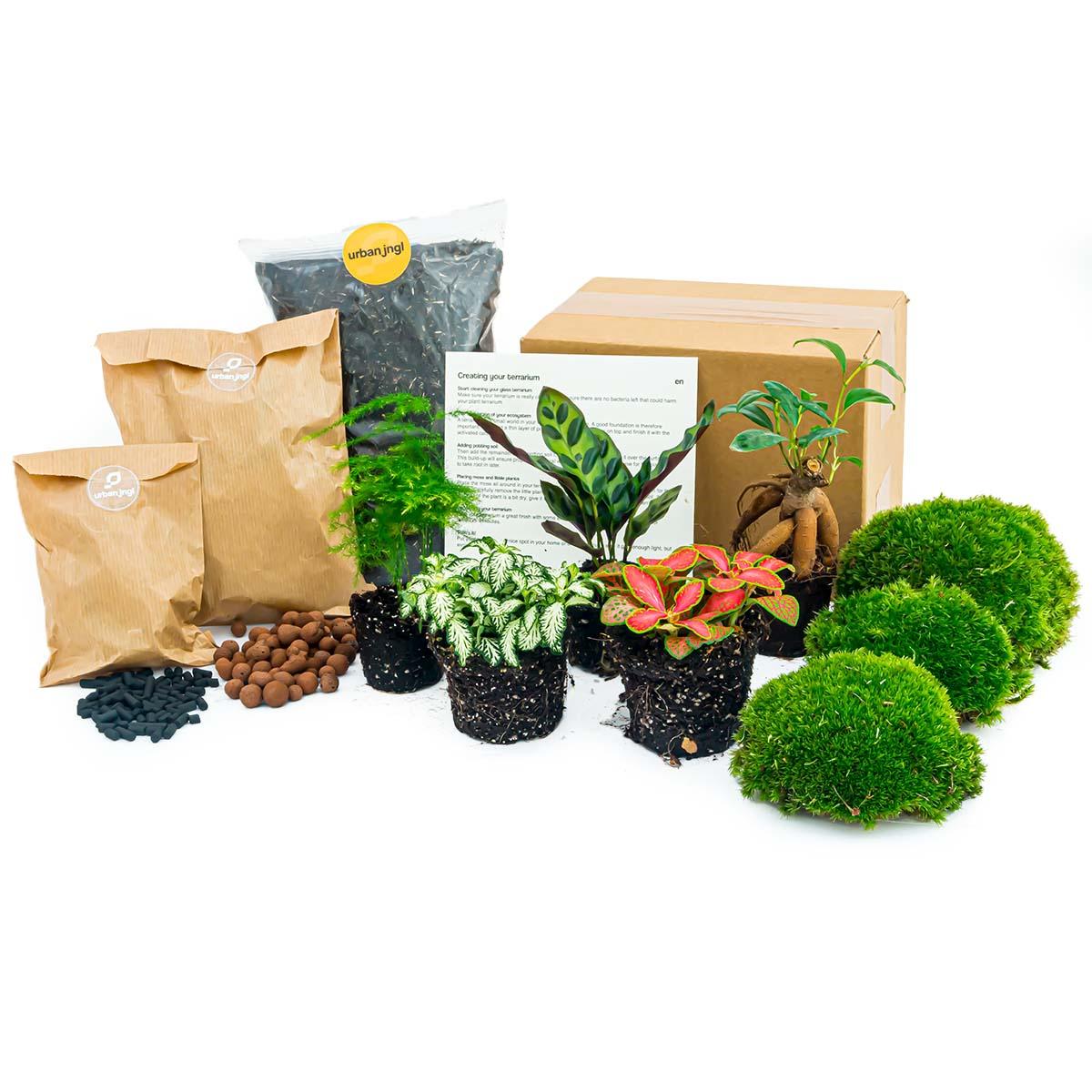 Planten terrarium pakket - Lancifolia - Bonsai - Asparagus - 5 planten - Navullig & Startpakket- DIY