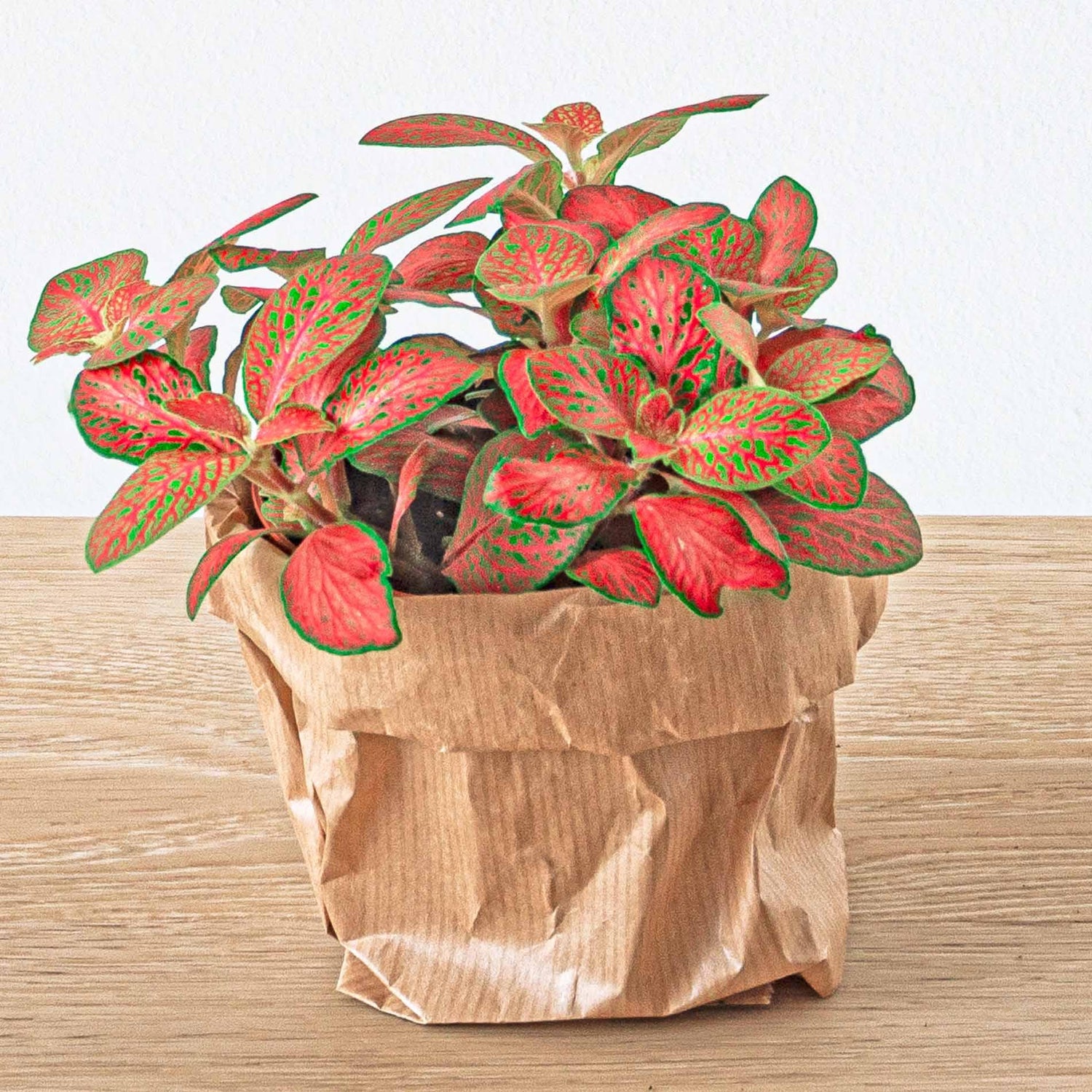 Planten terrarium pakket - Jungle 5 - Coffea - Varen - Palm - 2x Fittonia - Navullig & Startpakket- DIY