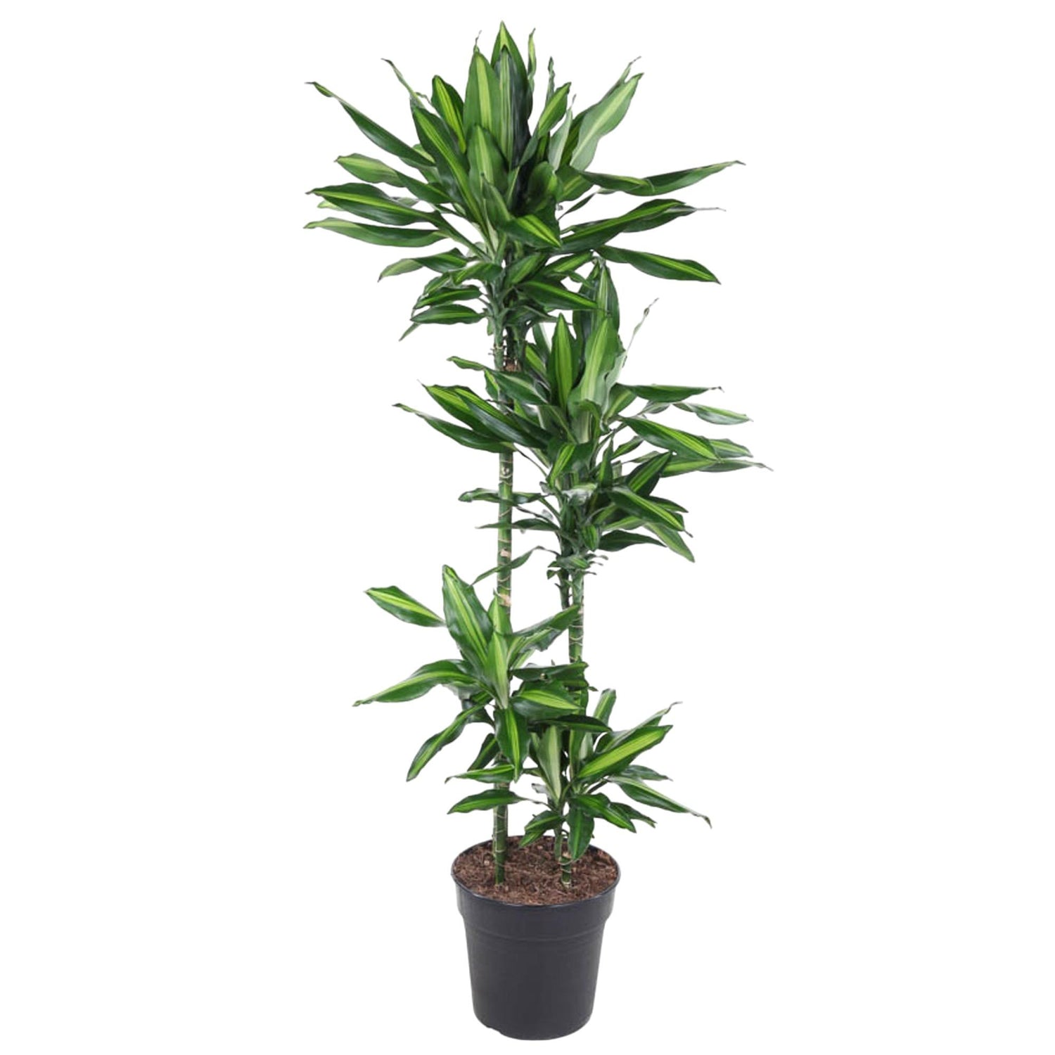 Dracaena Citho - 150 cm - ø27