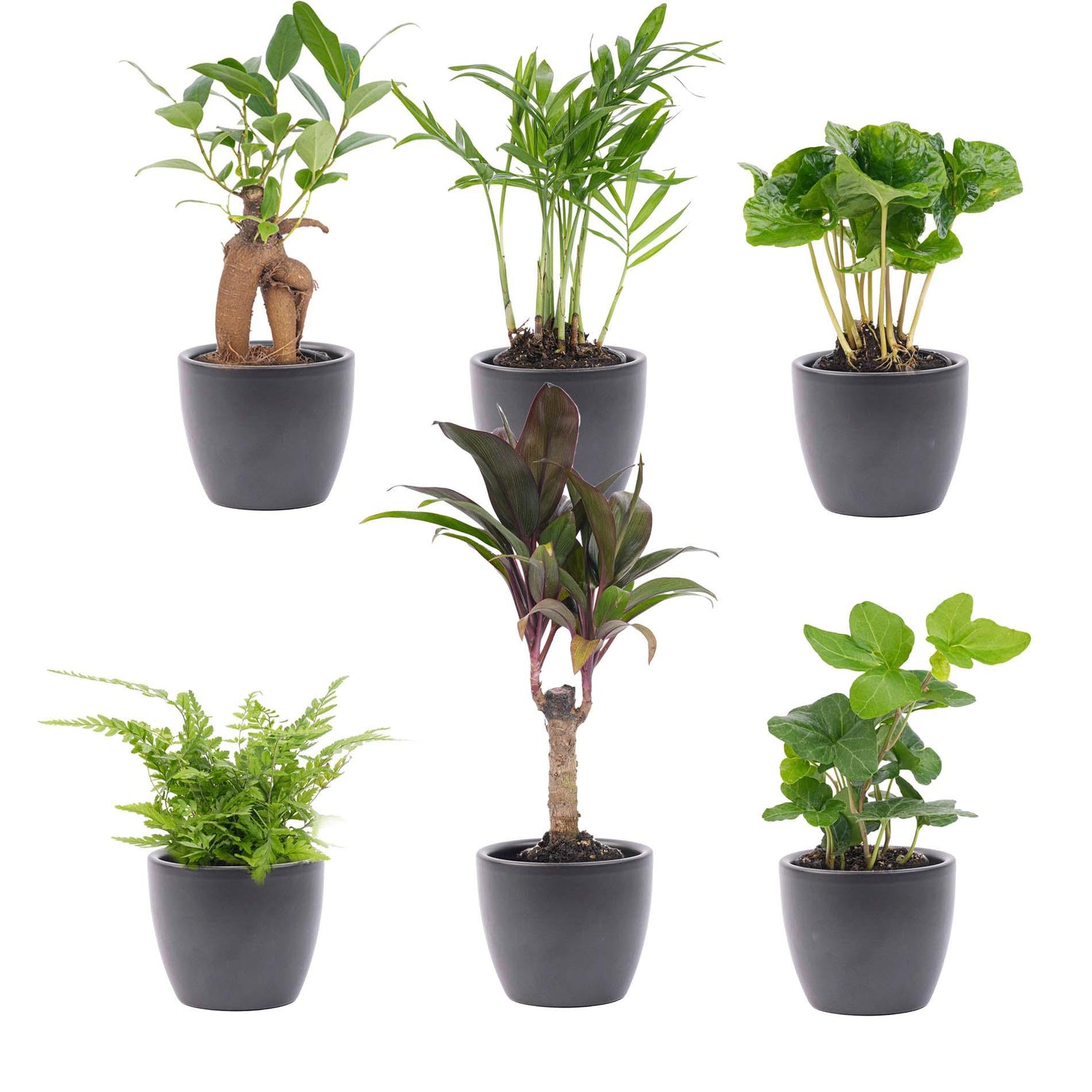 Mii planten set 6 - Inclusief 6x pot Boule Antraciet