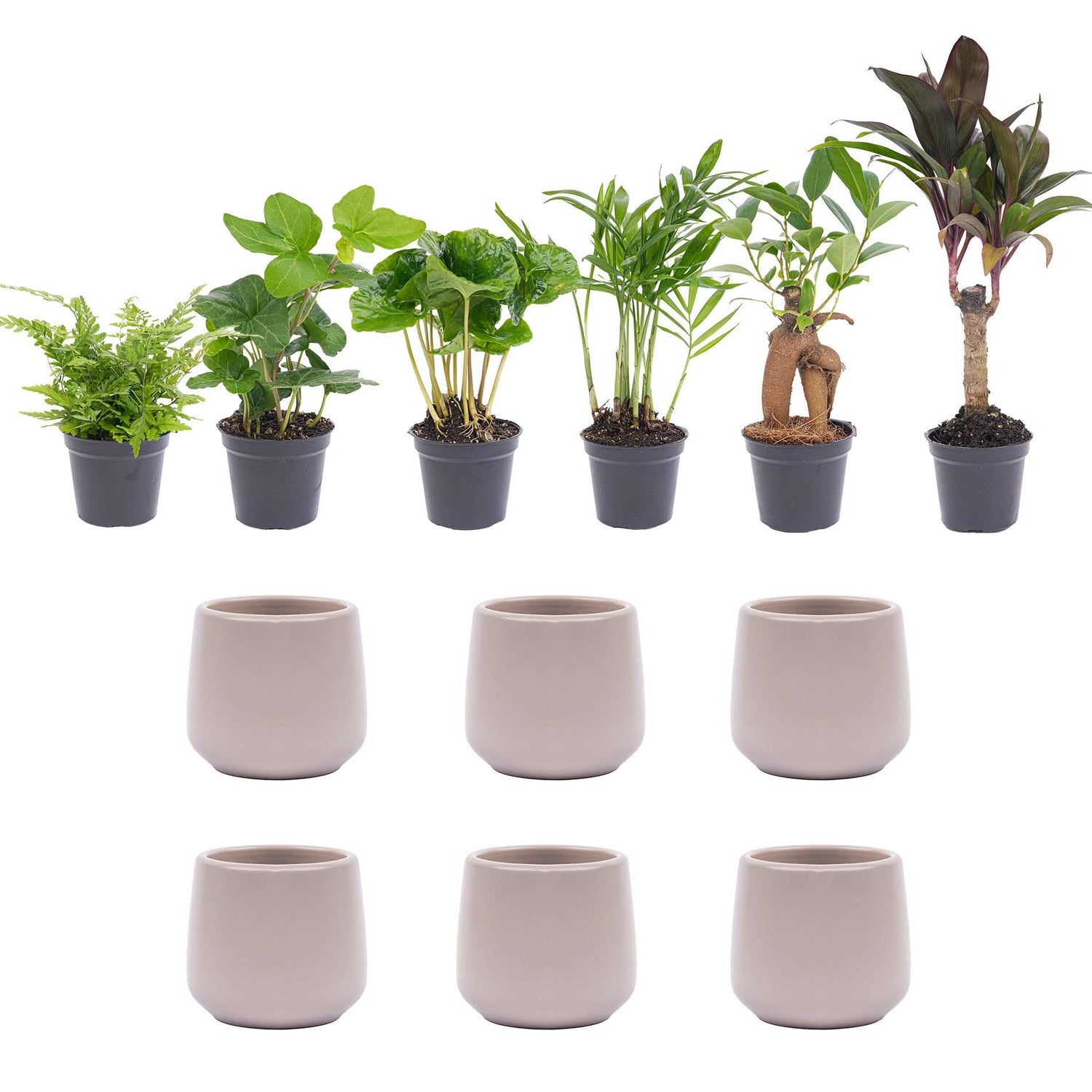 Mii planten set 6 - Inclusief 6x pot Joey grijs mat