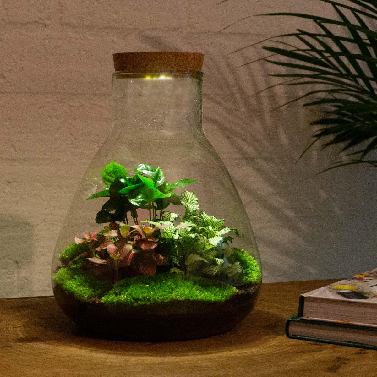 DIY terrarium - Sam Coffea med lamp - ↕ 30 cm - Normal