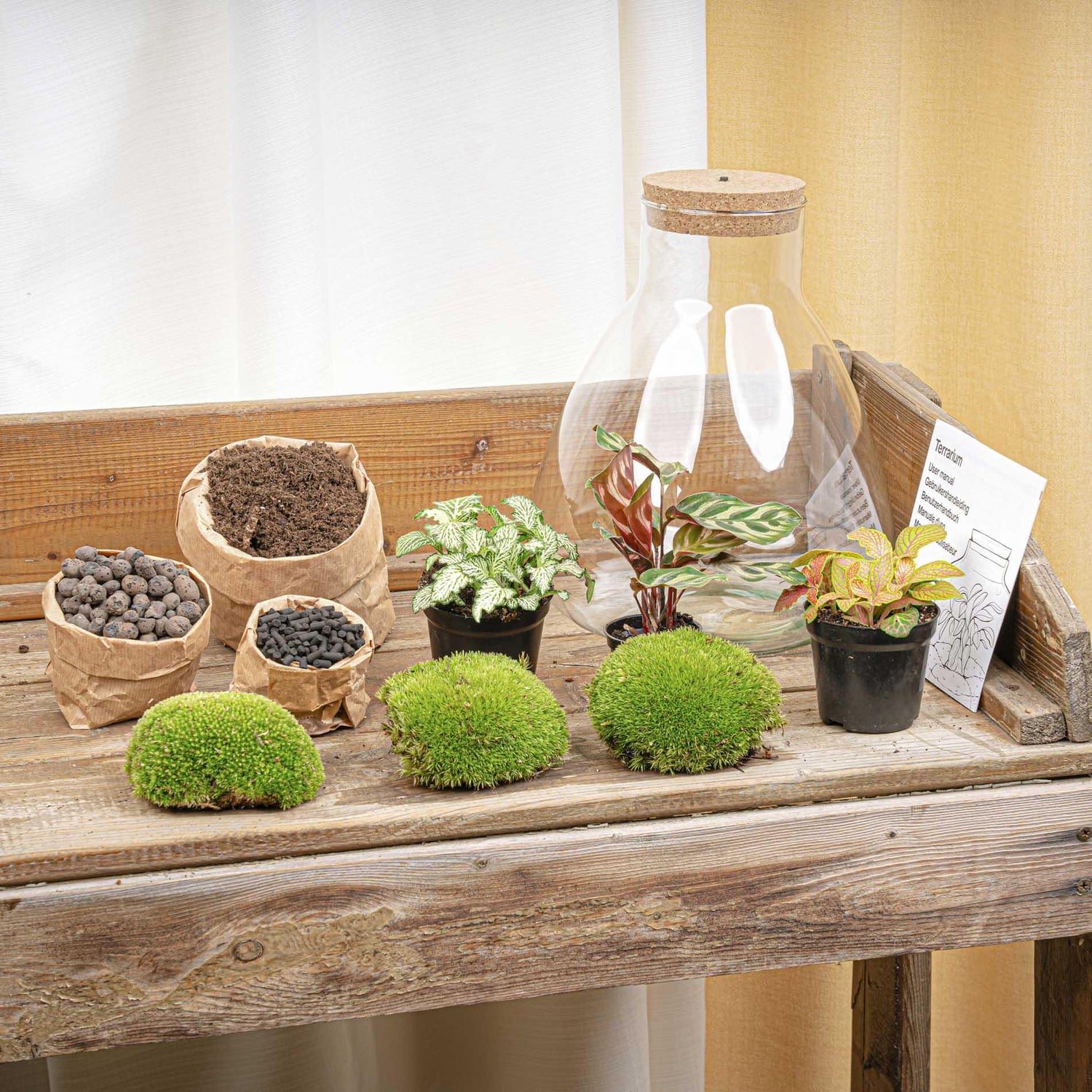 DIY terrarium - Sam Calathea vith Light - ↕ 30 cm - Normal