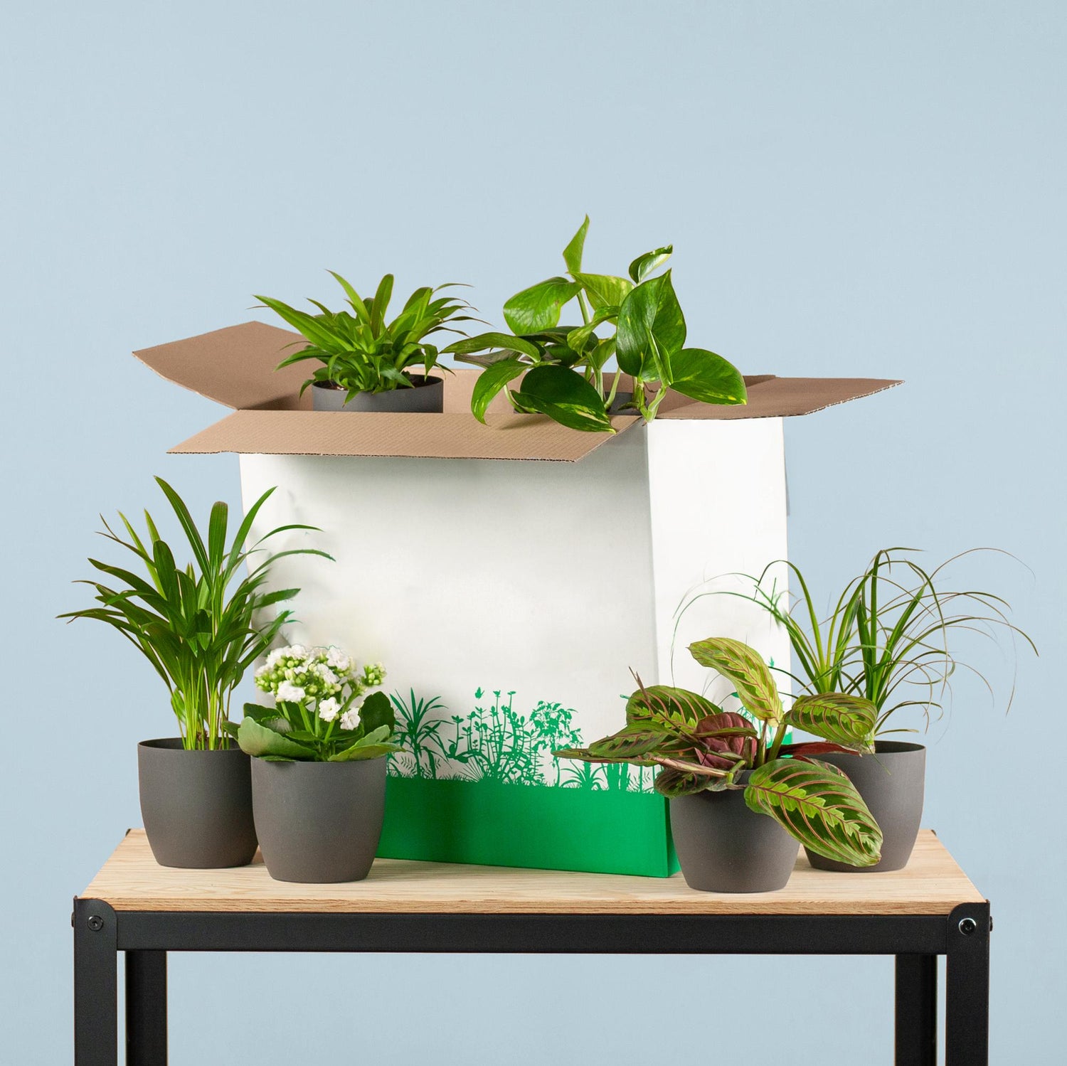 Groene Kneusjesbox (6 stuks) - ikl. 6 x pot Viber svart