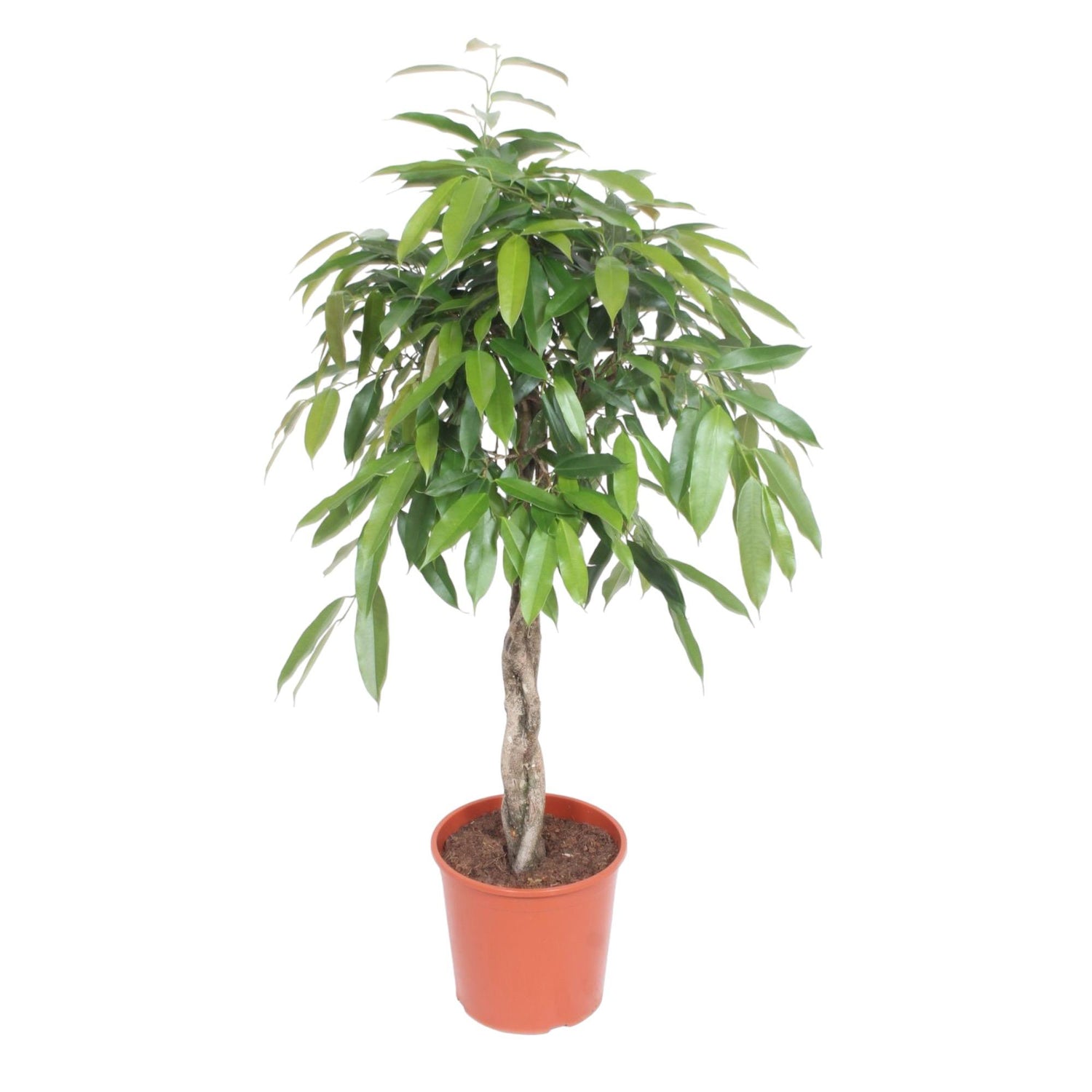 Ficus Amstel Kig gevlochten stam - 140 cm - ø30