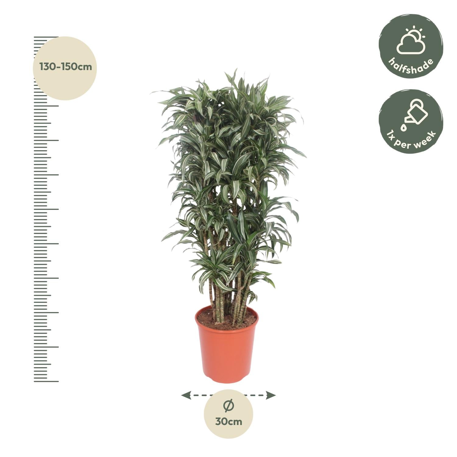 Dracaena Warneckei compacta - 150 cm - ø30