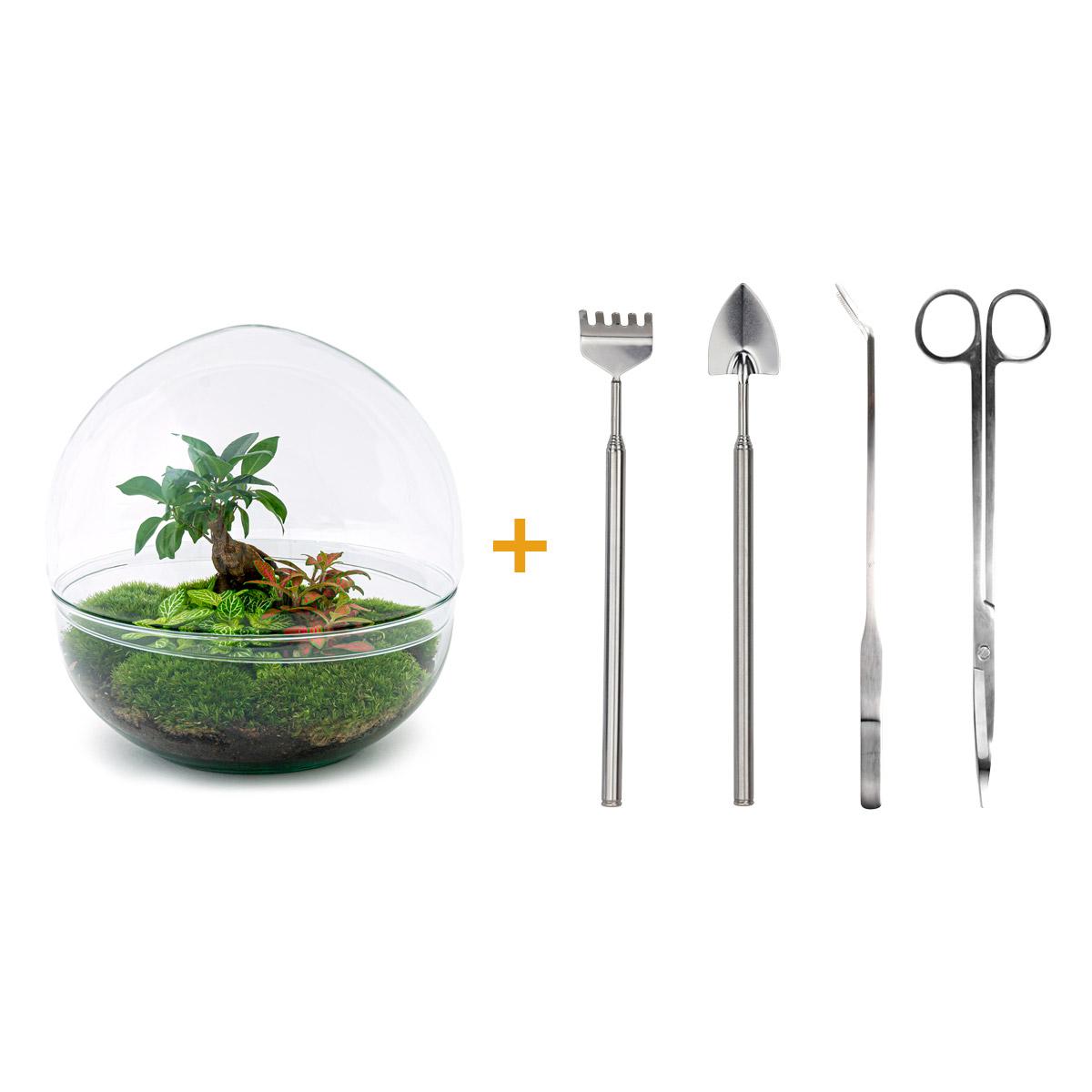 DIY terrarium - Dome XL - Ficus Giseng Bonsai - ↕ 30 cm - Rake + Shovel + Tweezer + Scissors