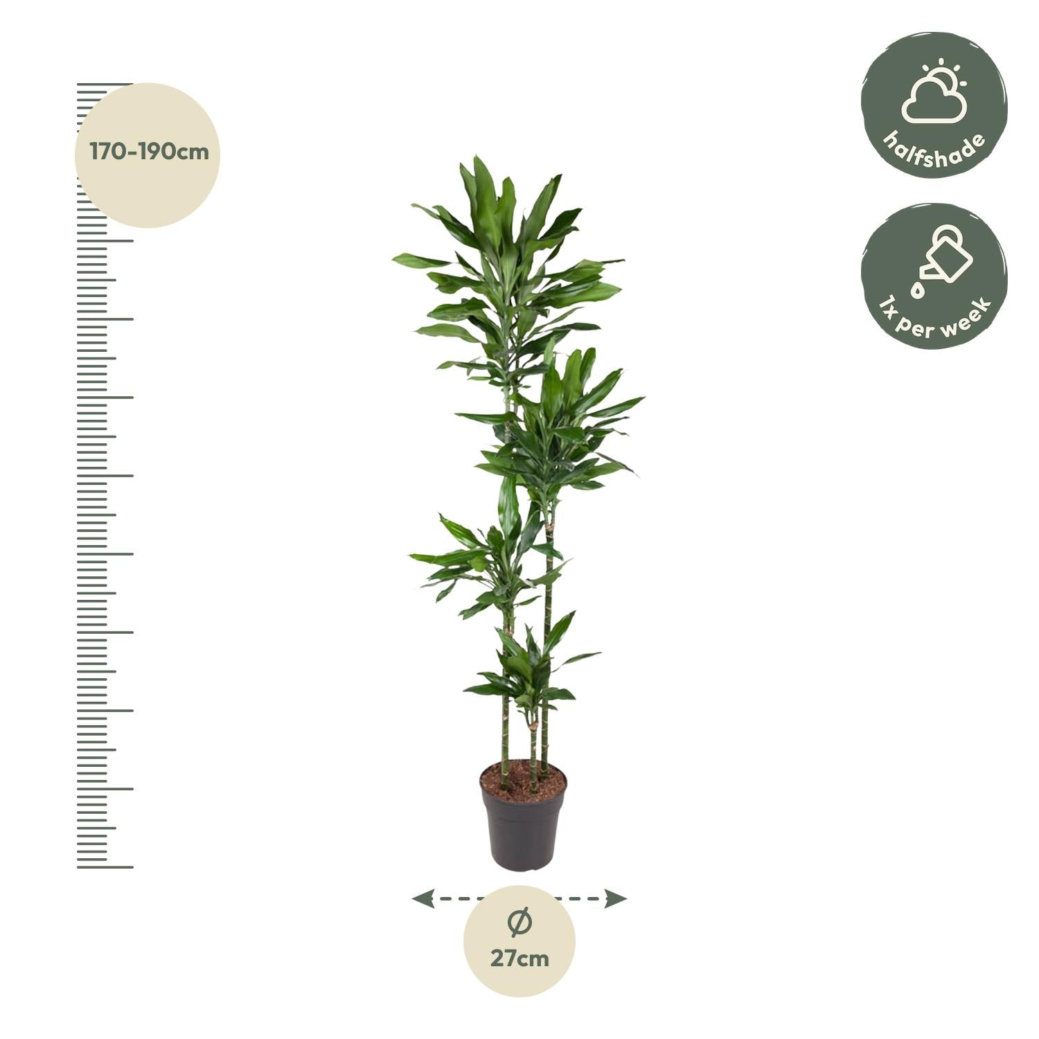 Dracaena Janet Lid - 180 cm - ø27