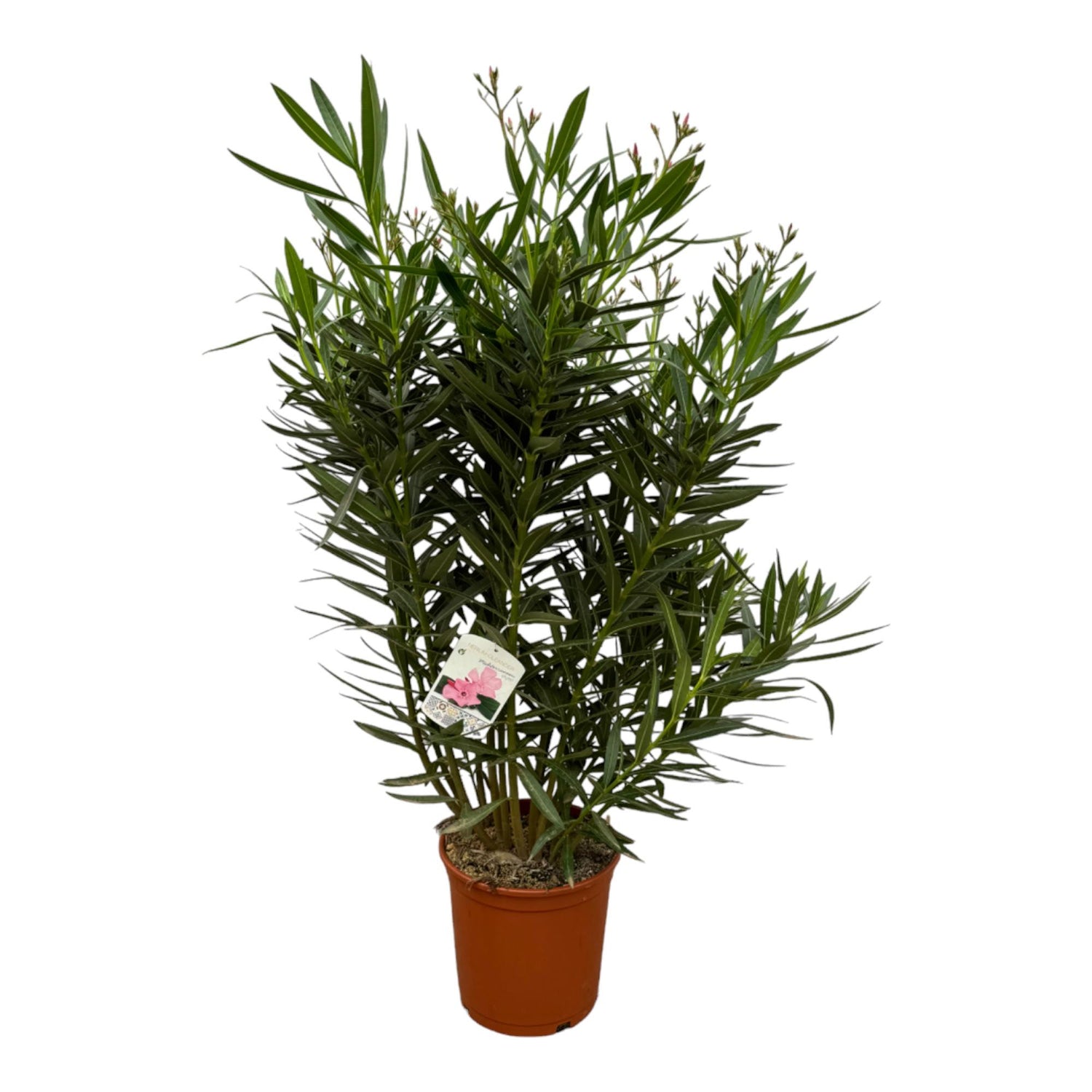 Nerium Oleander struik med vitte bloem - 160 cm - Ø30cm