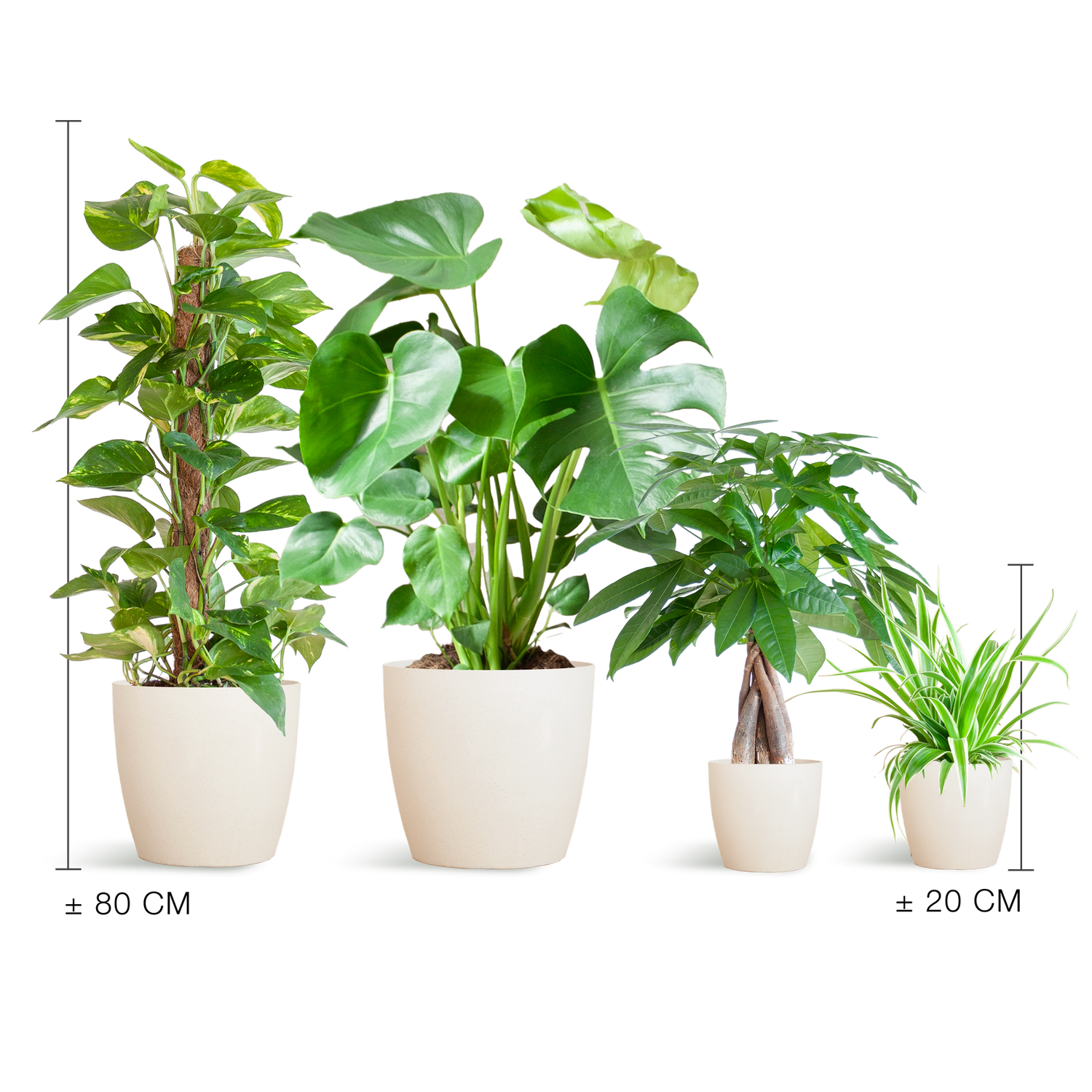 Easy care Plantenbox - medium - med vibers pot vit