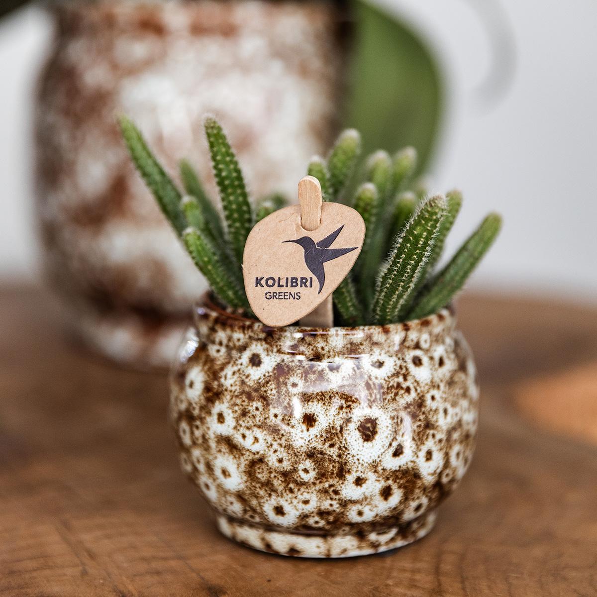 Kolibri Home – Combi deal - Safari potten