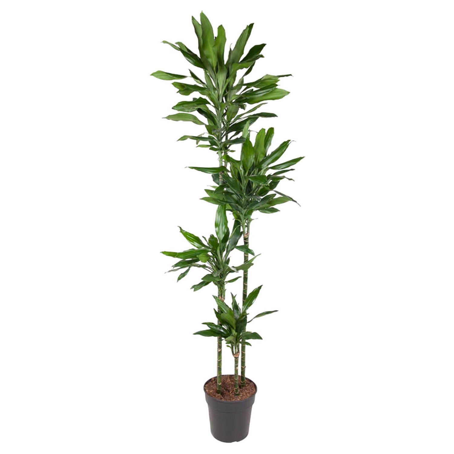 Dracaena Janet Lid - 180 cm - ø27