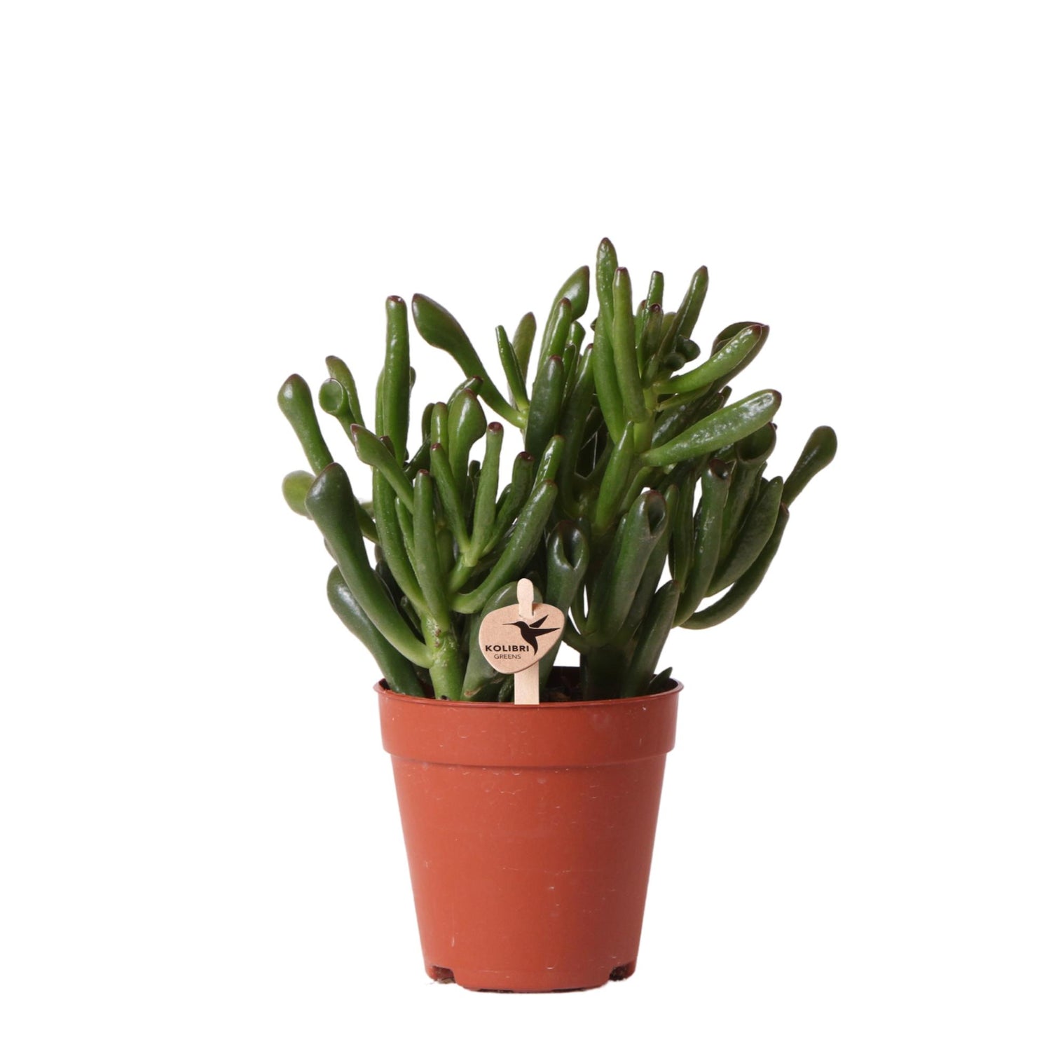 Kolibri Greens – Groene plant - Succulent Crassula Hobbit - gröne kamerplant - vers van de kweker - Ø9cm