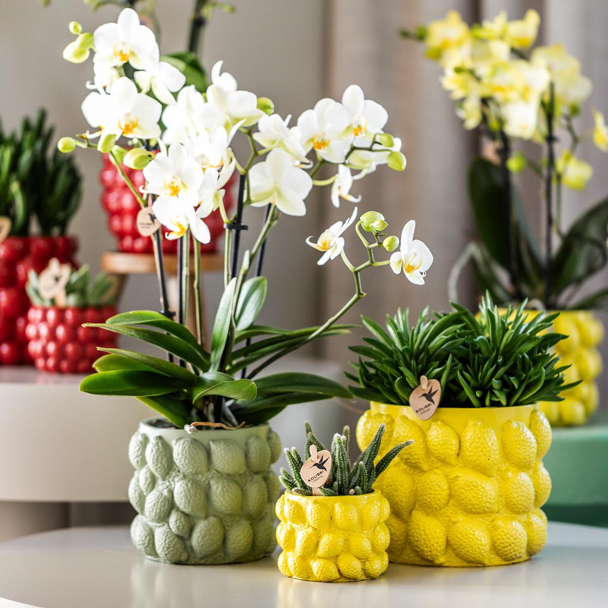 Kolibri Home – Citrus pot grön - Ø9cm