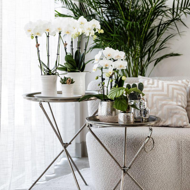 Kolibri Home – Elite silver pot - Ø12cm