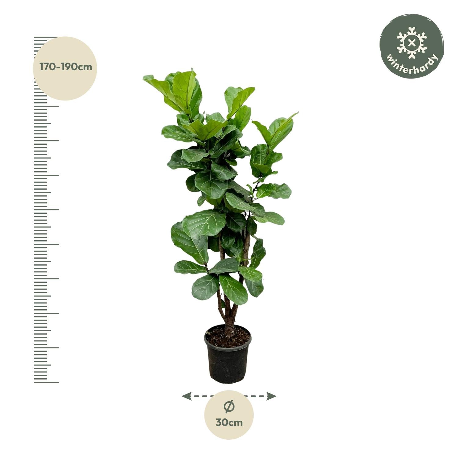 Ficus Lyrata vertakt - 170cm - ⌀32
