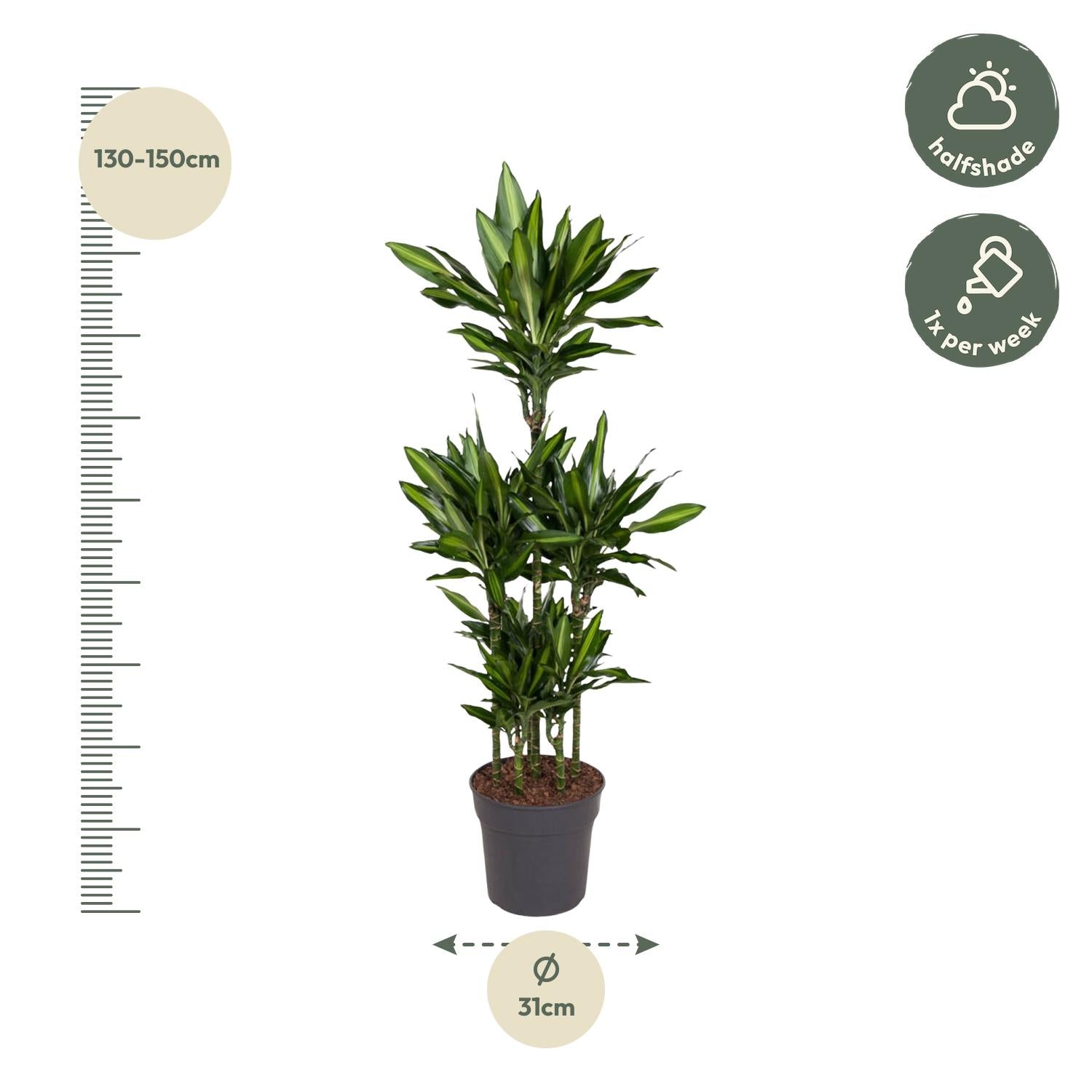 Dracaena Citho Carrousel - 140 cm - ø31