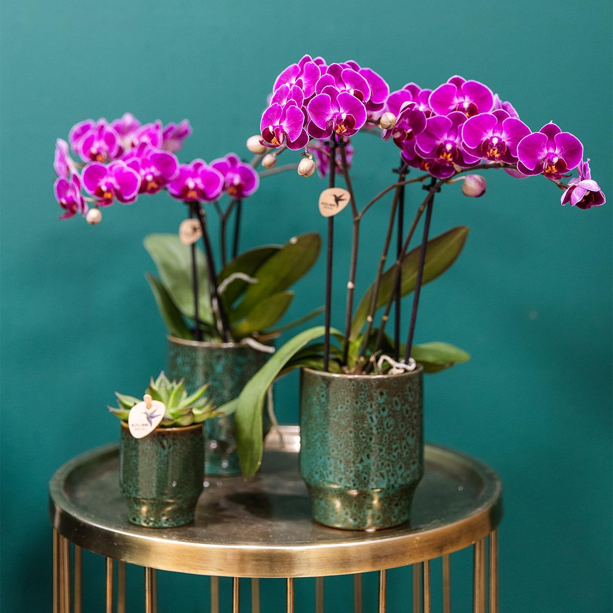 Kolibri Home – Classy green - Ø9cm